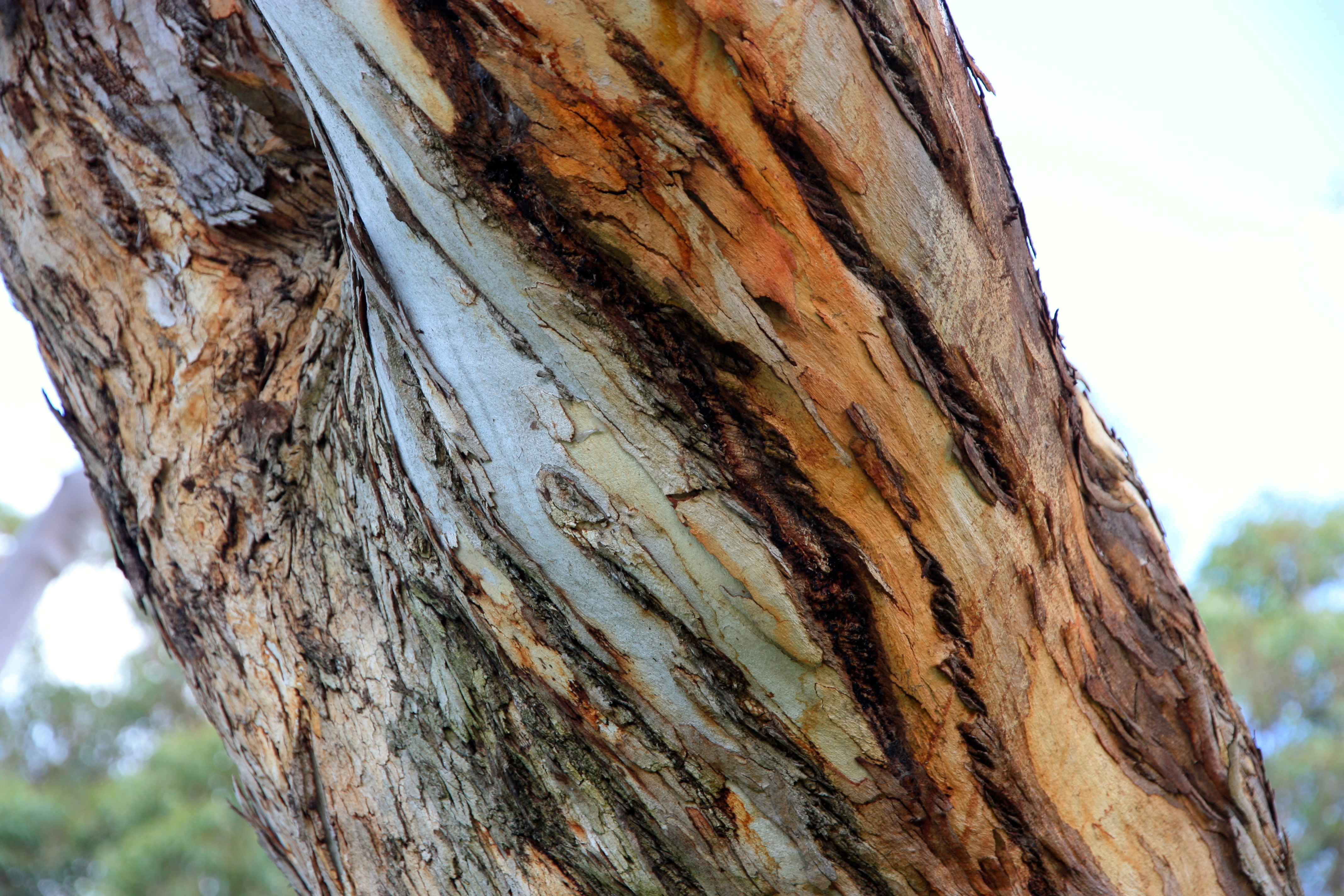Mt Gambier - Tree Trunk (SA)