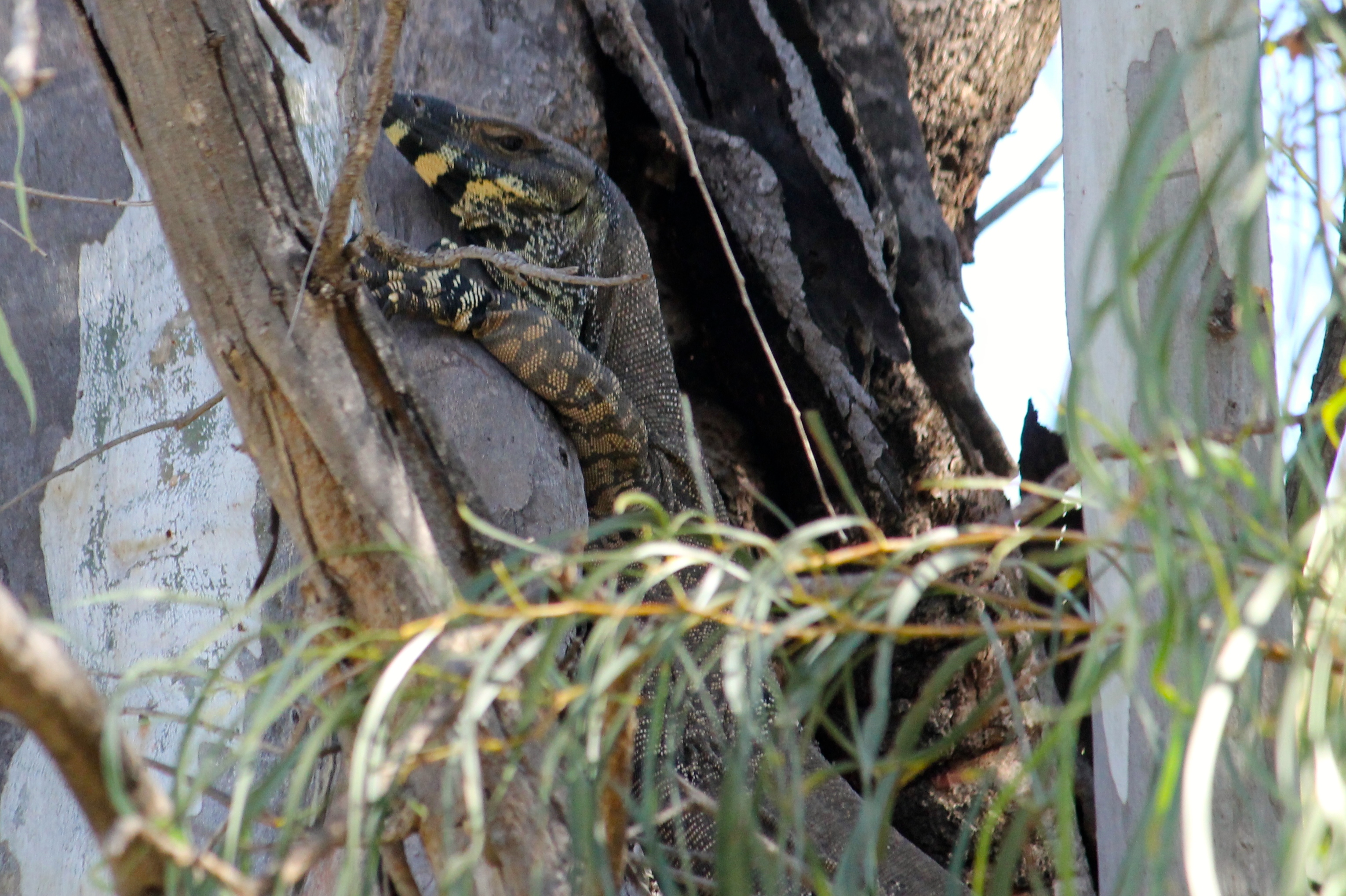 Billabourie Riverside Tourist Park - Tree Goanna (NSW)