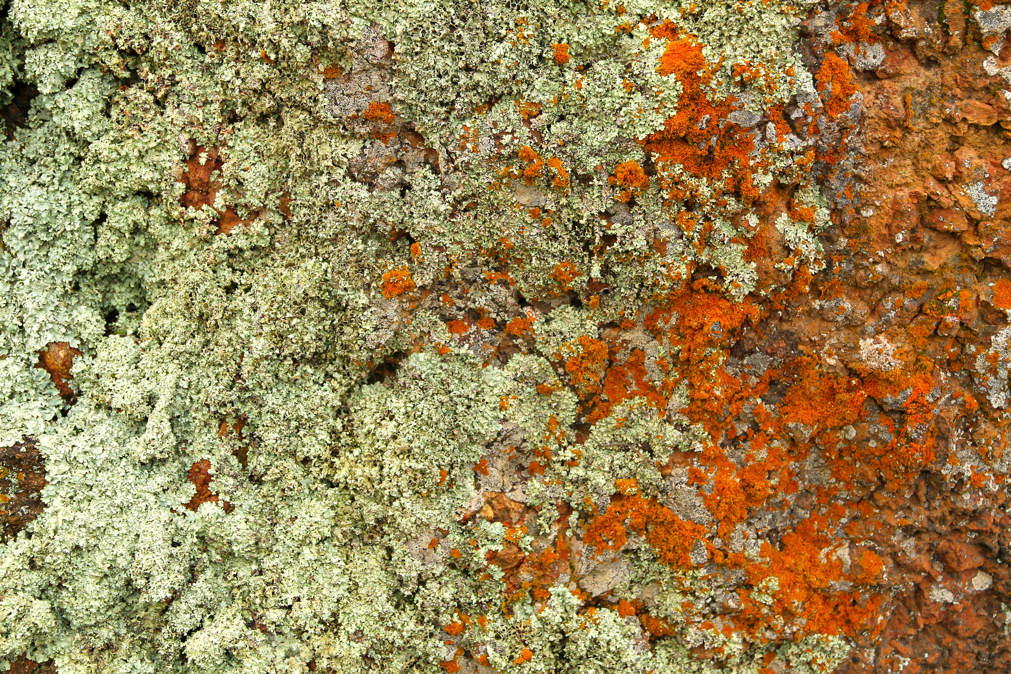 Kimba - White Knob Lookout - Rock Surface - 'Fungi 1' (SA)