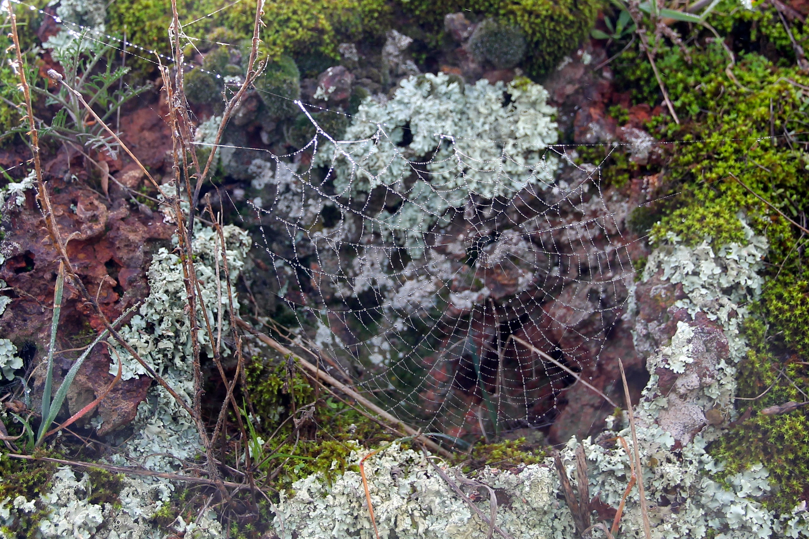 Kimba - White Knob Lookout - Morning Dew On 'Web 1' (SA)