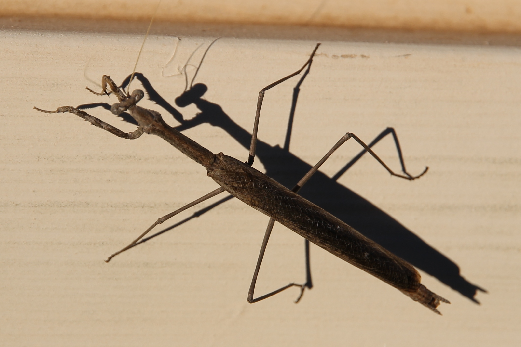 Nullarbor Roadhouse - Praying Mantis (SA)