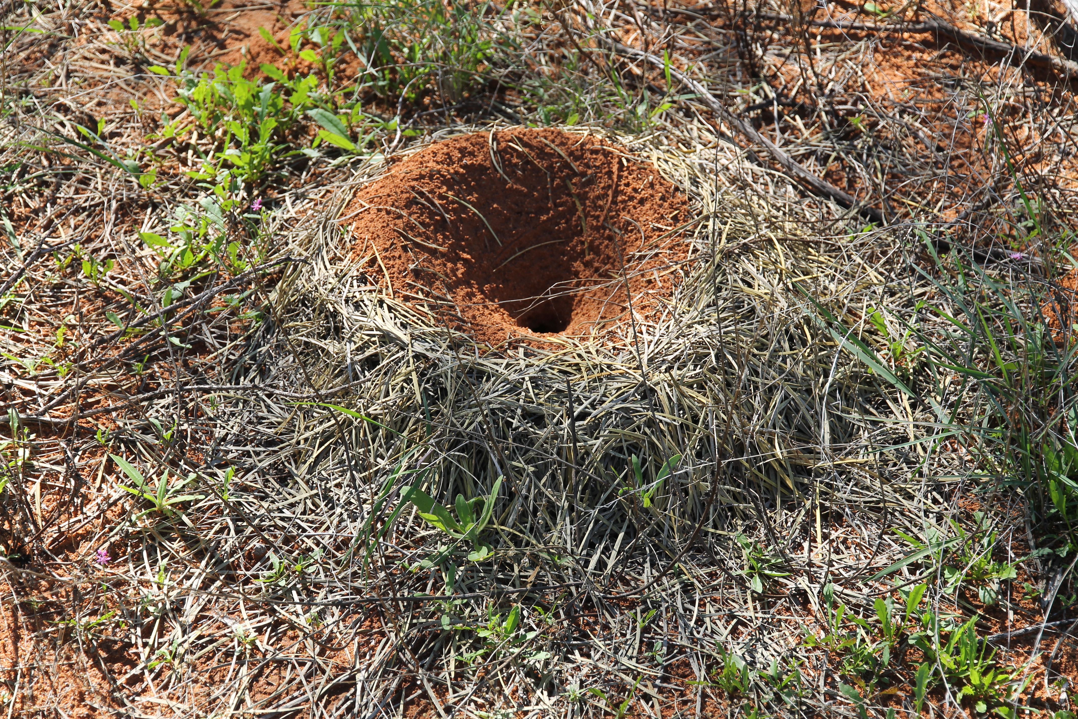 Wandina Station - Mulga Ant Nest (WA)
