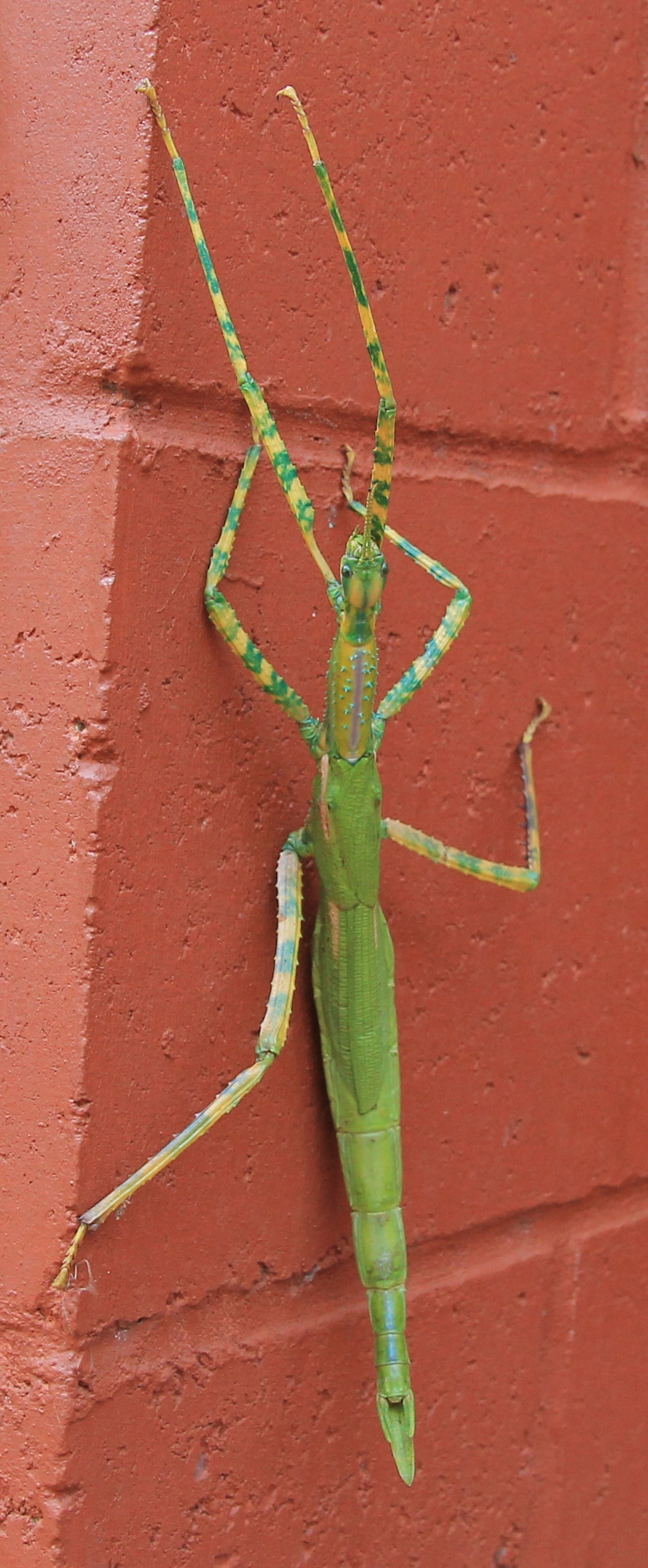 Barn Hill Station - Goliath Stick Insect (WA)