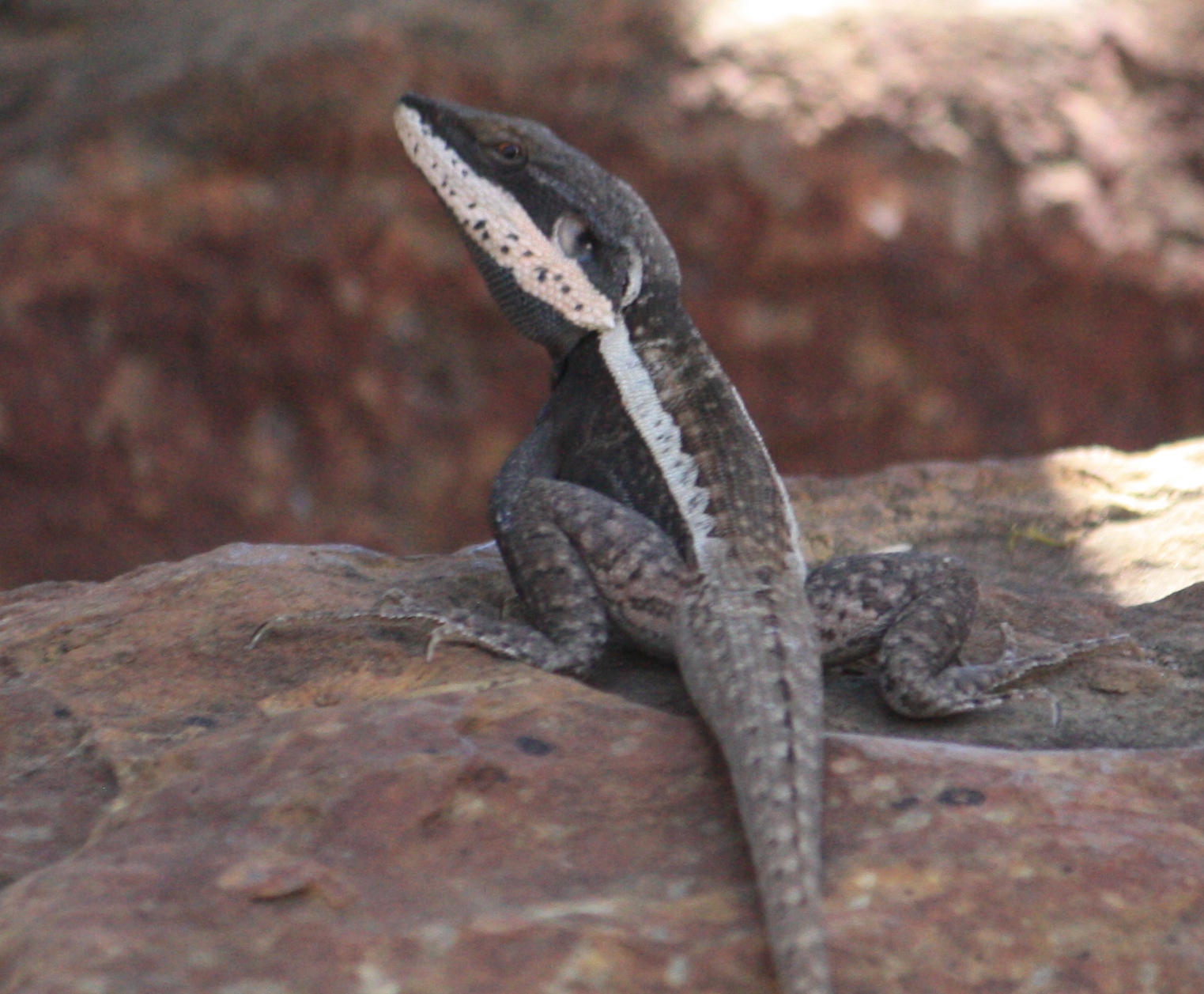 Geikie Gorge - Long-nosed Dragon (WA)
