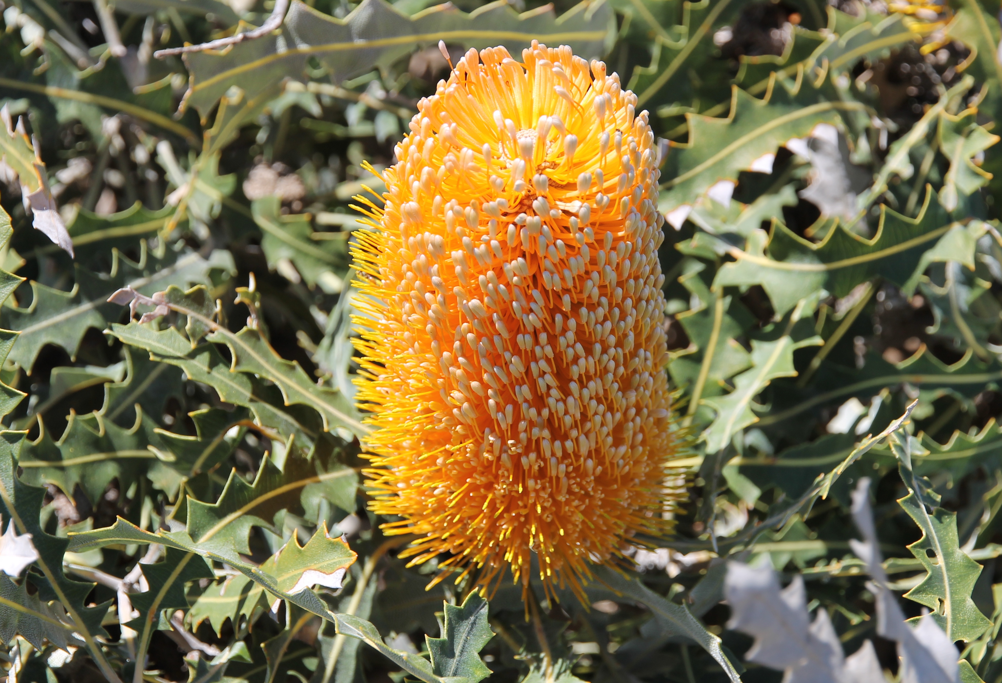 Point Quobba - Flora (WA)