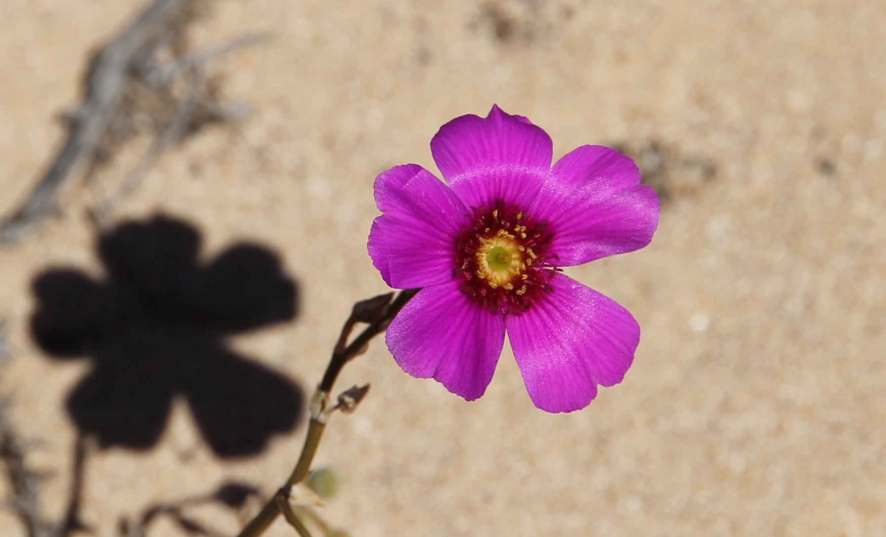Point Quobba - Flora (WA)