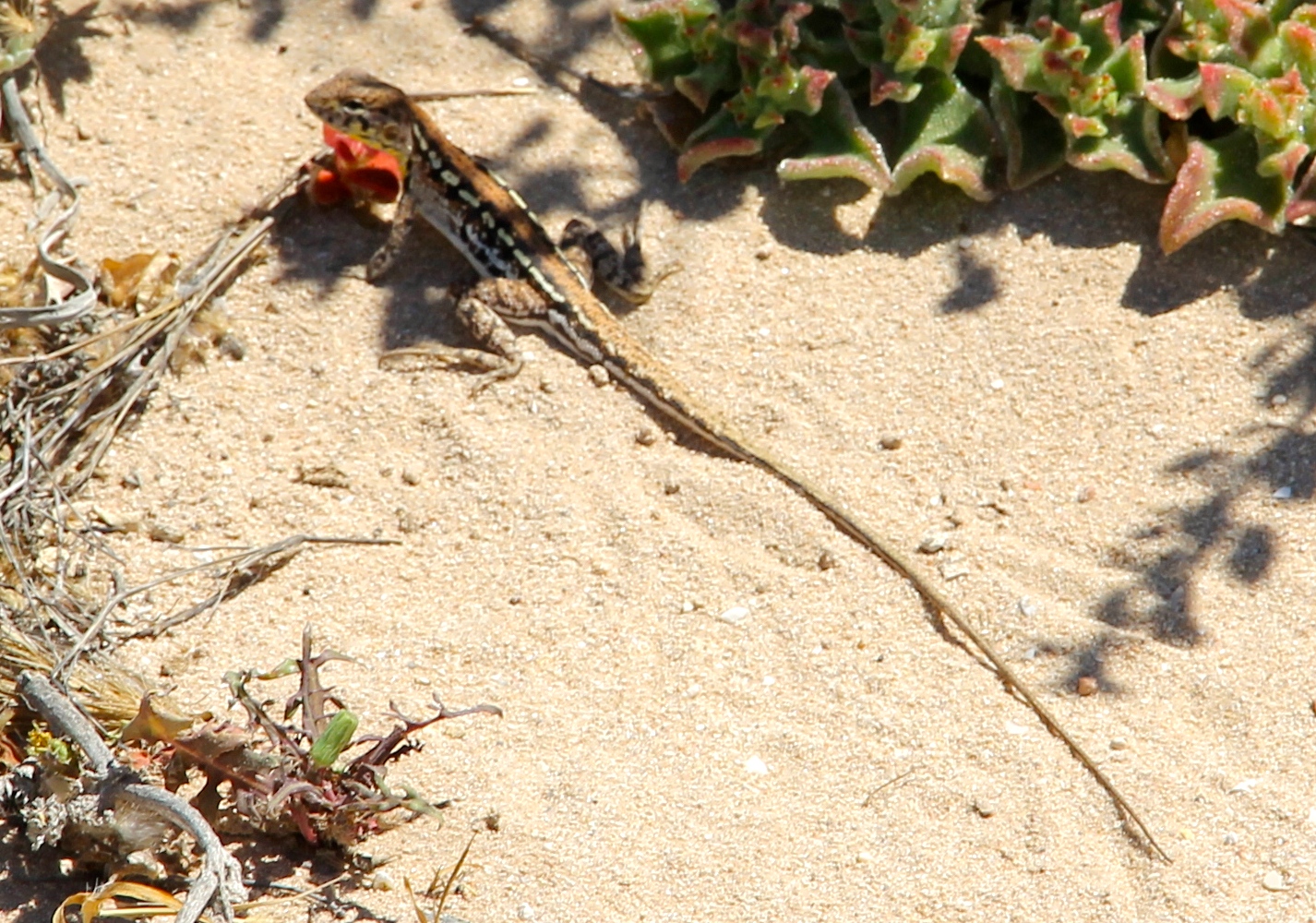 Point Quobba - Spotted Mallee Military Dragon (WA)