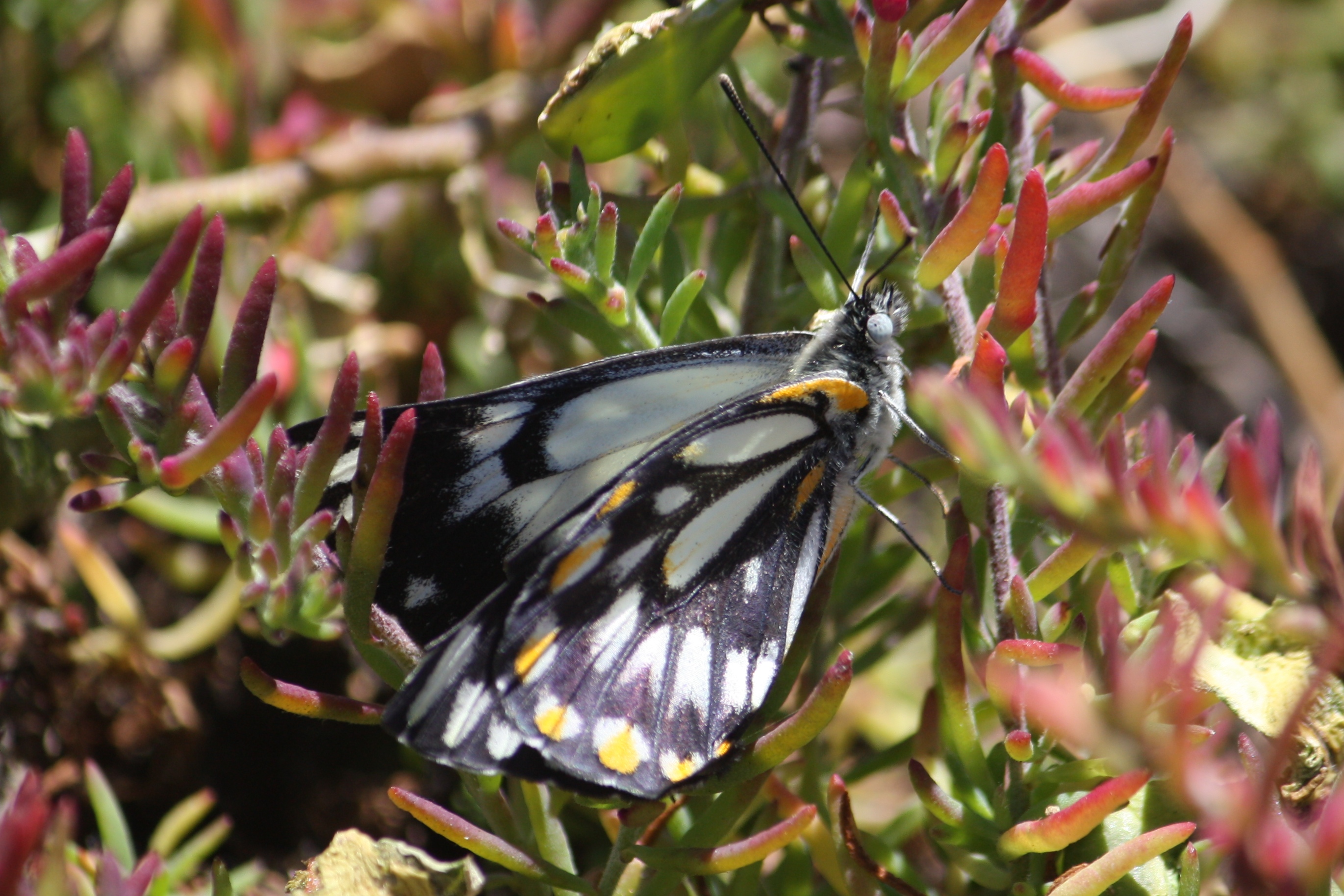 Point Quobba - Caper White Butterfly (WA)