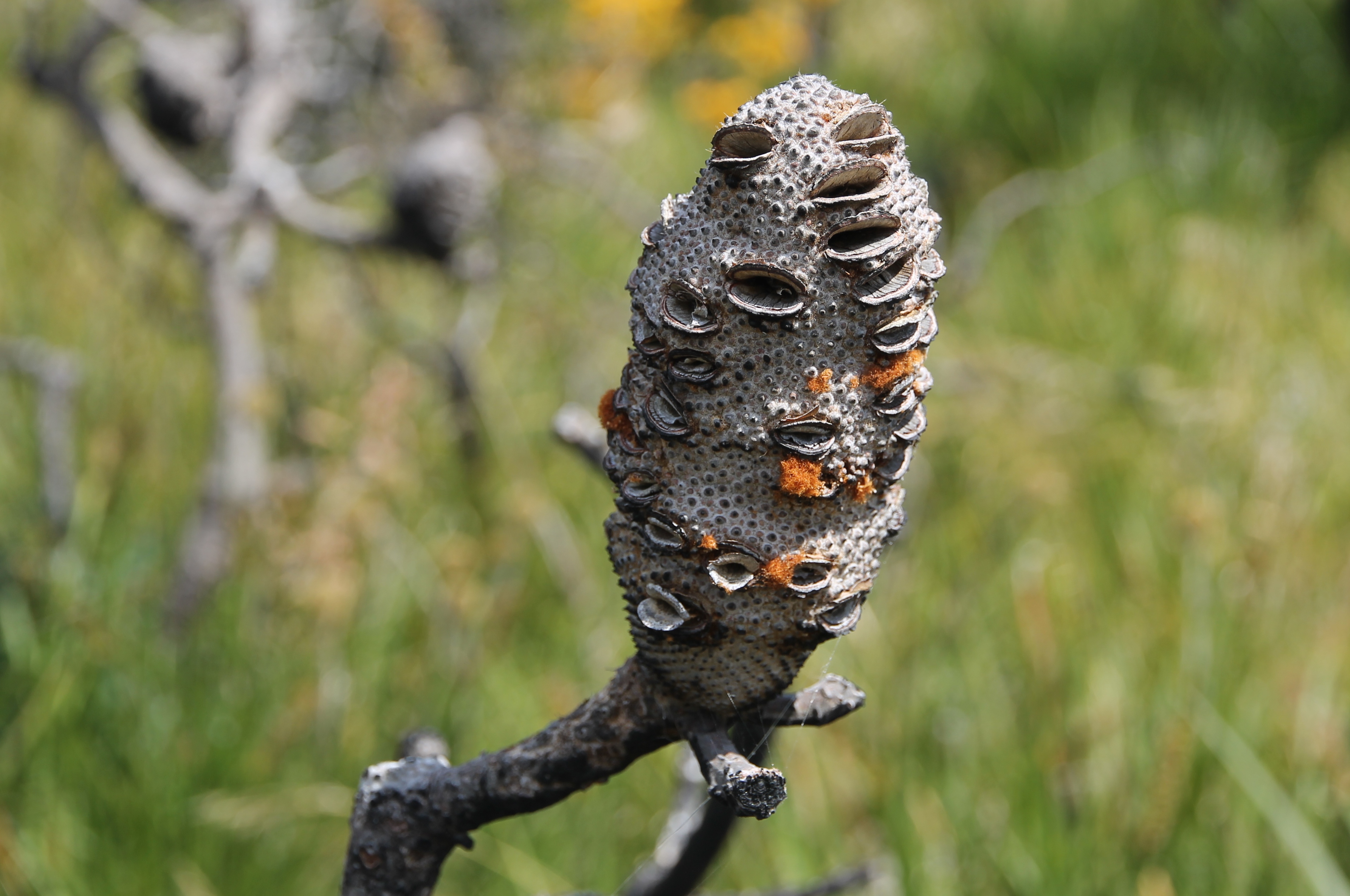 Torndirrup National Park - Banksia (WA)