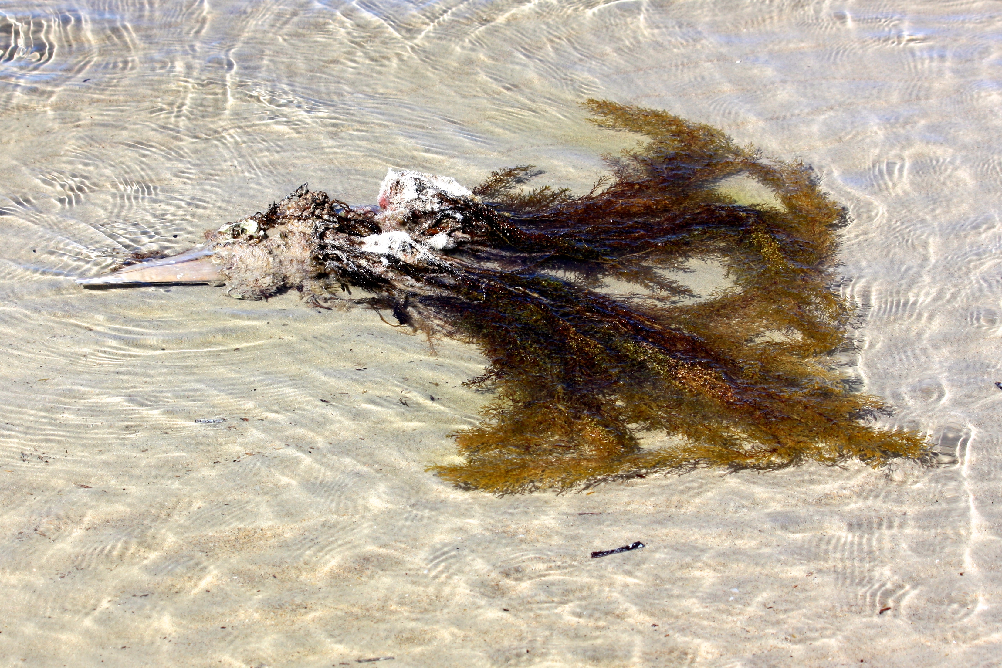 Shelly Beach - Razorfish, Oysters and Seaweed 'Washed Up 14' (SA)
