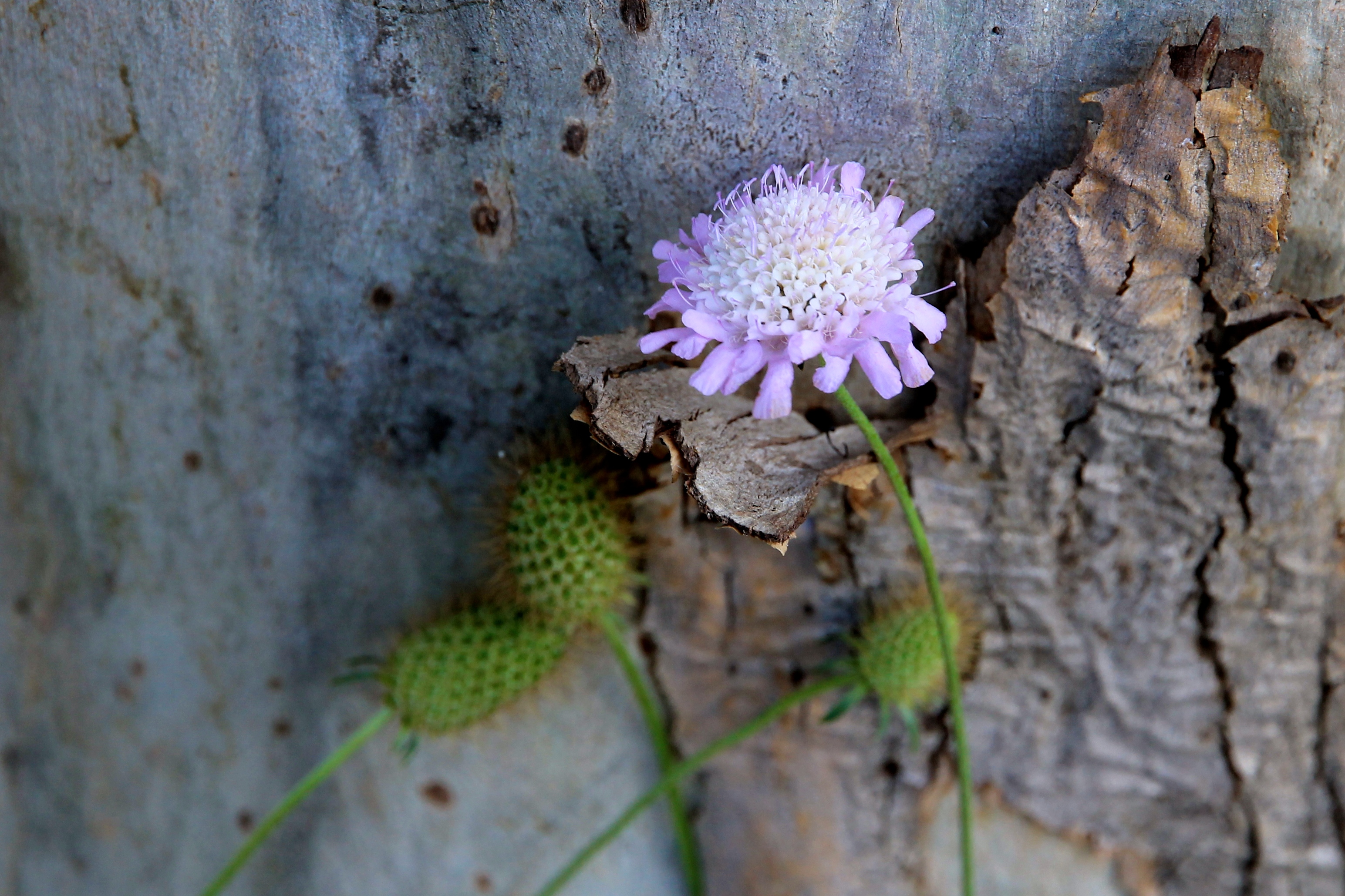 Robinson Park Reserve, Jamestown - Flora (SA)