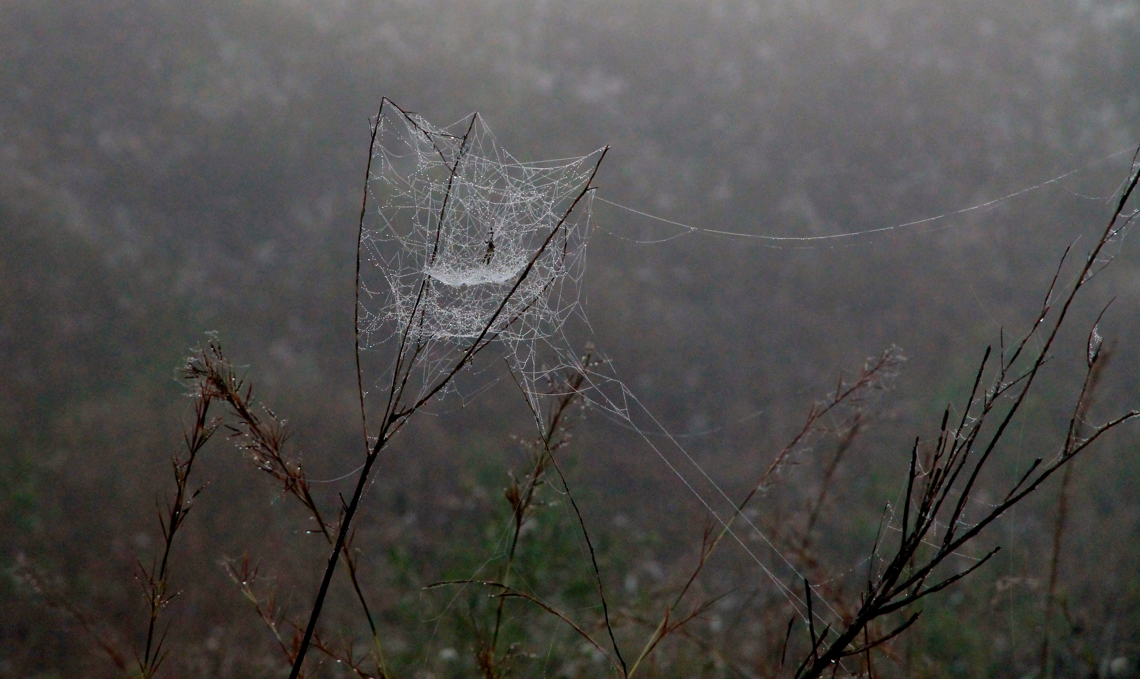 Futters Creek Rest Area, Calliope - 'Web 2' (QLD)