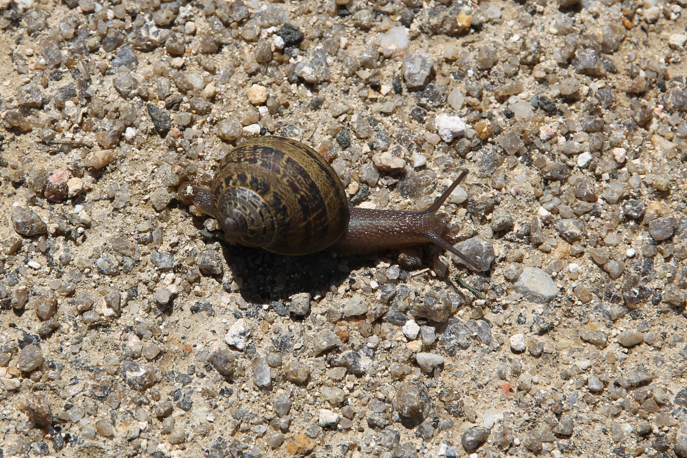 Derby - "At A Snails Pace' (TAS)