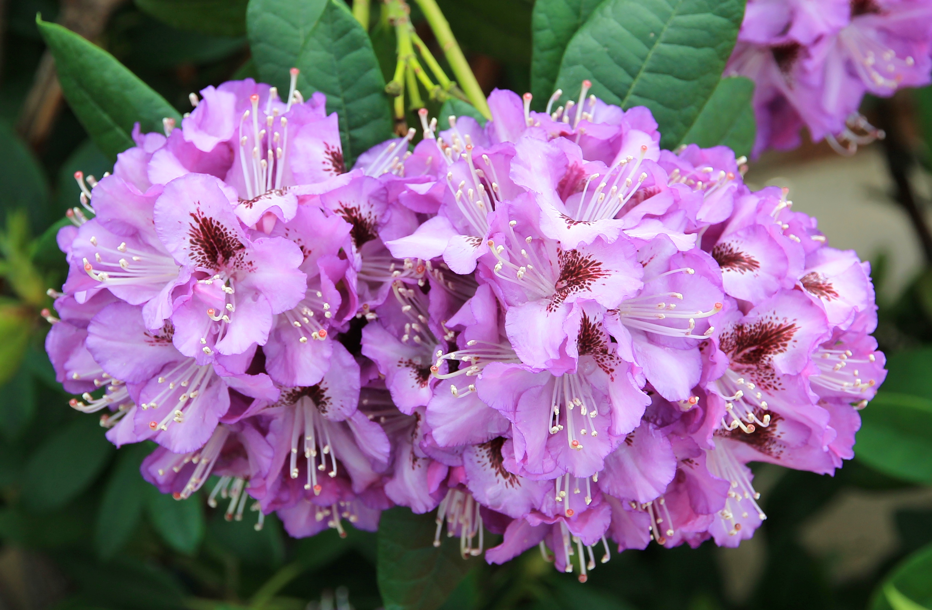 Bendigo - The Conservatory Gardens, Rosalind Park - Flora (VIC)
