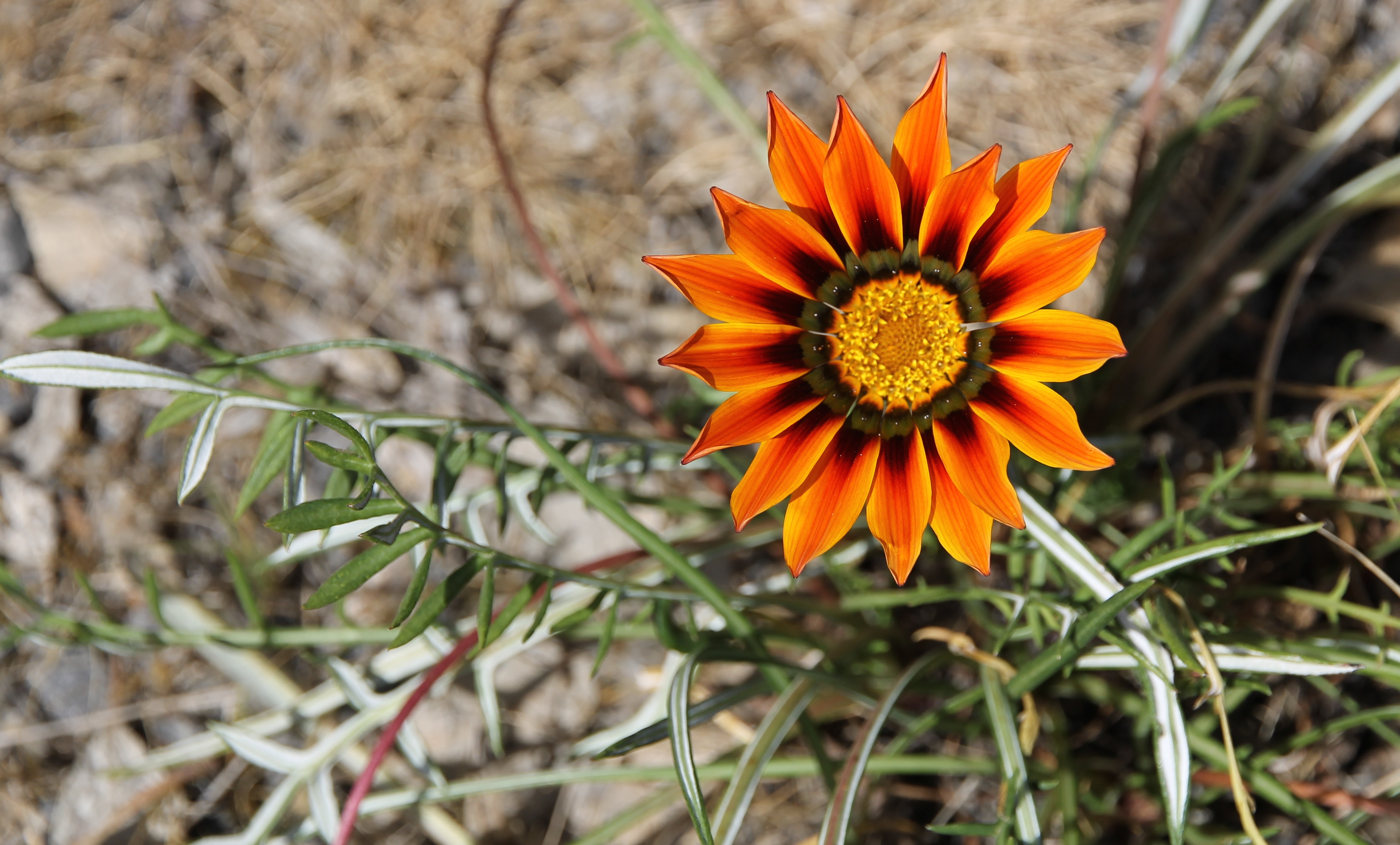 Bridgewater Railway Station - African Daisy (VIC)