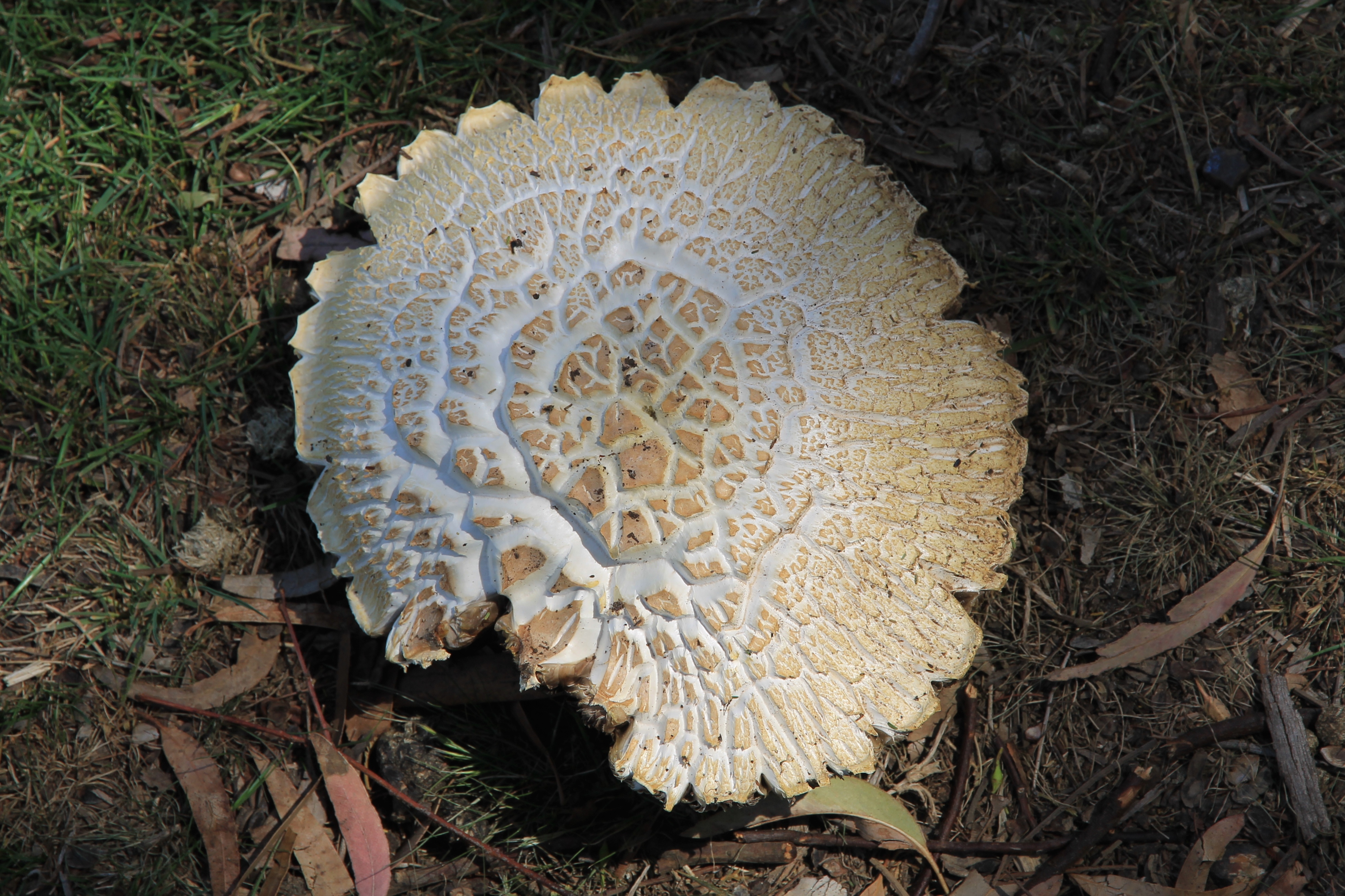 Riddells Creek - 'Fungi 2' (VIC)