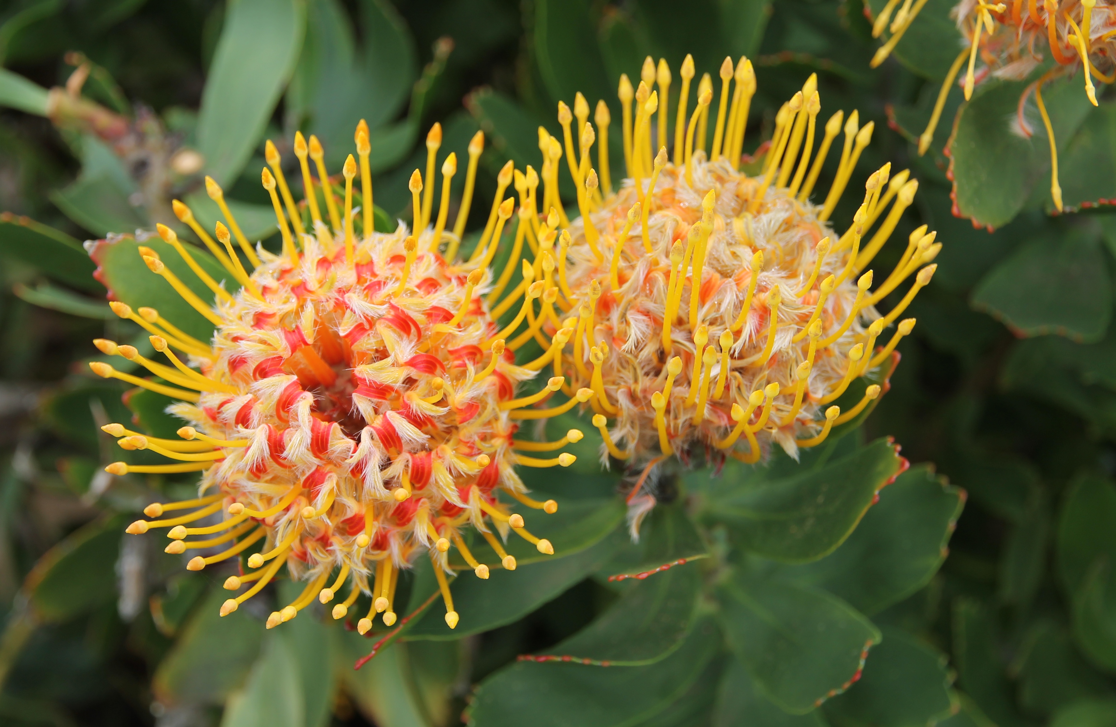 Turners Beach - Flora (TAS)
