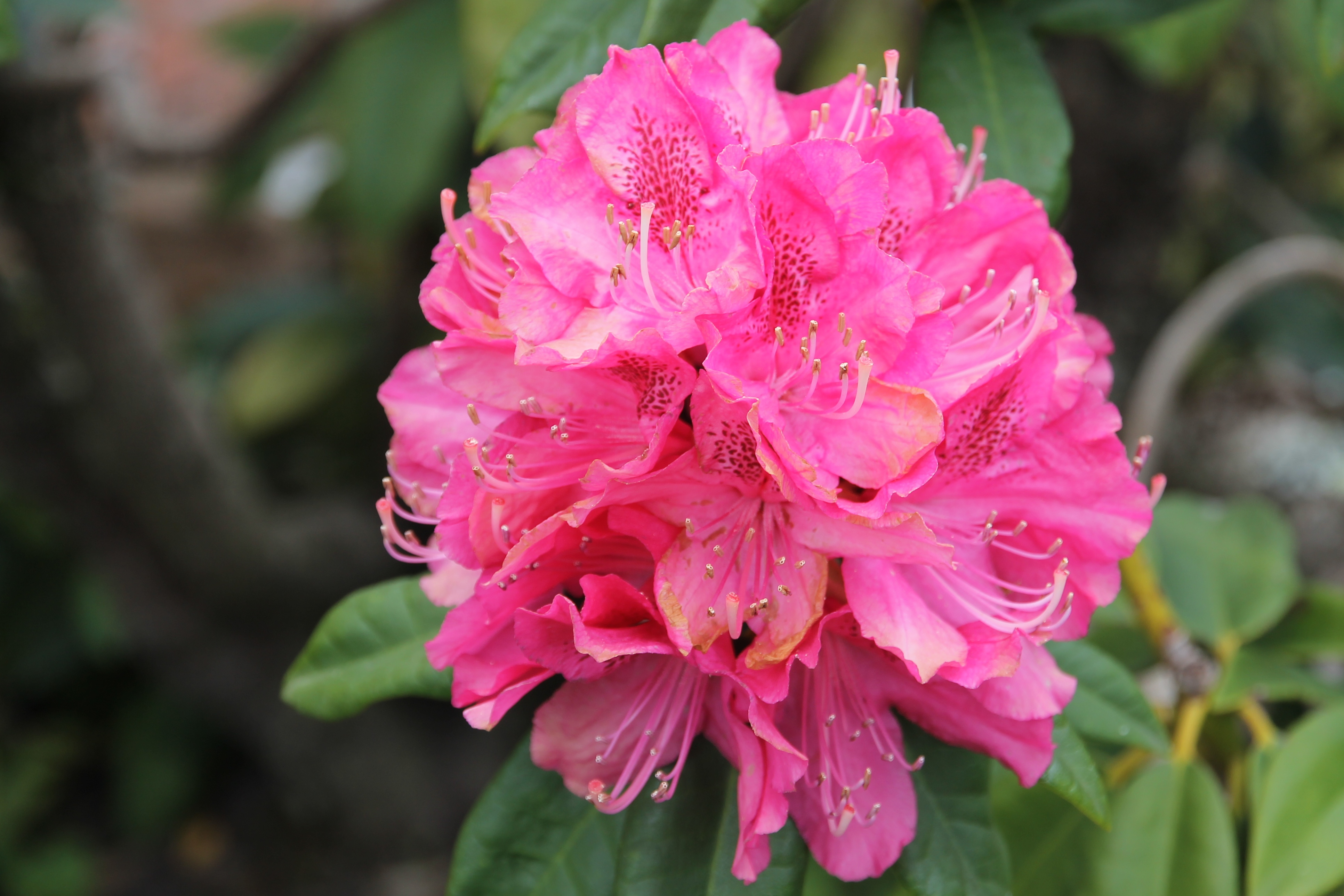Latrobe - Rhododendron (TAS)