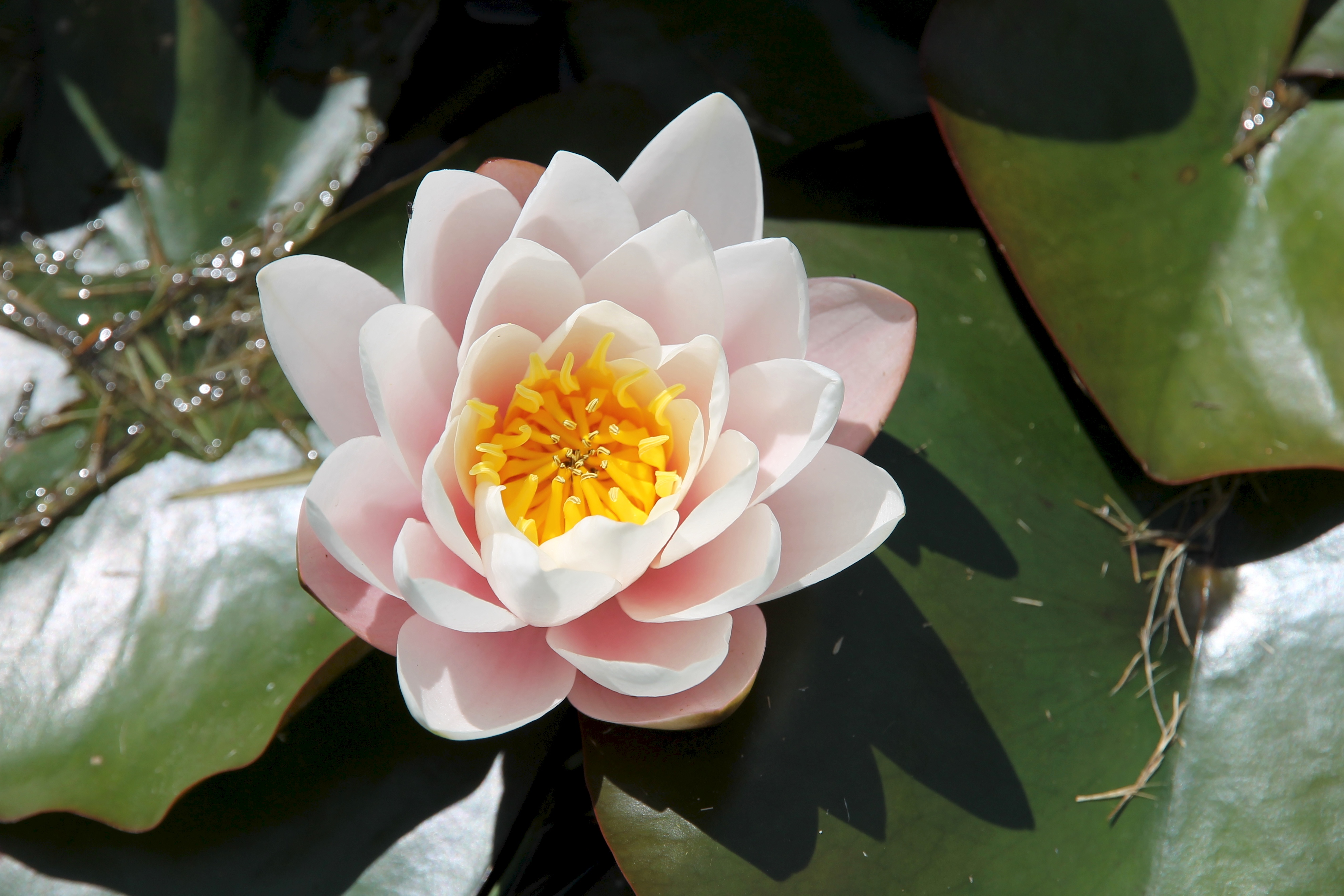 York Town - Water Lily Flower (TAS)