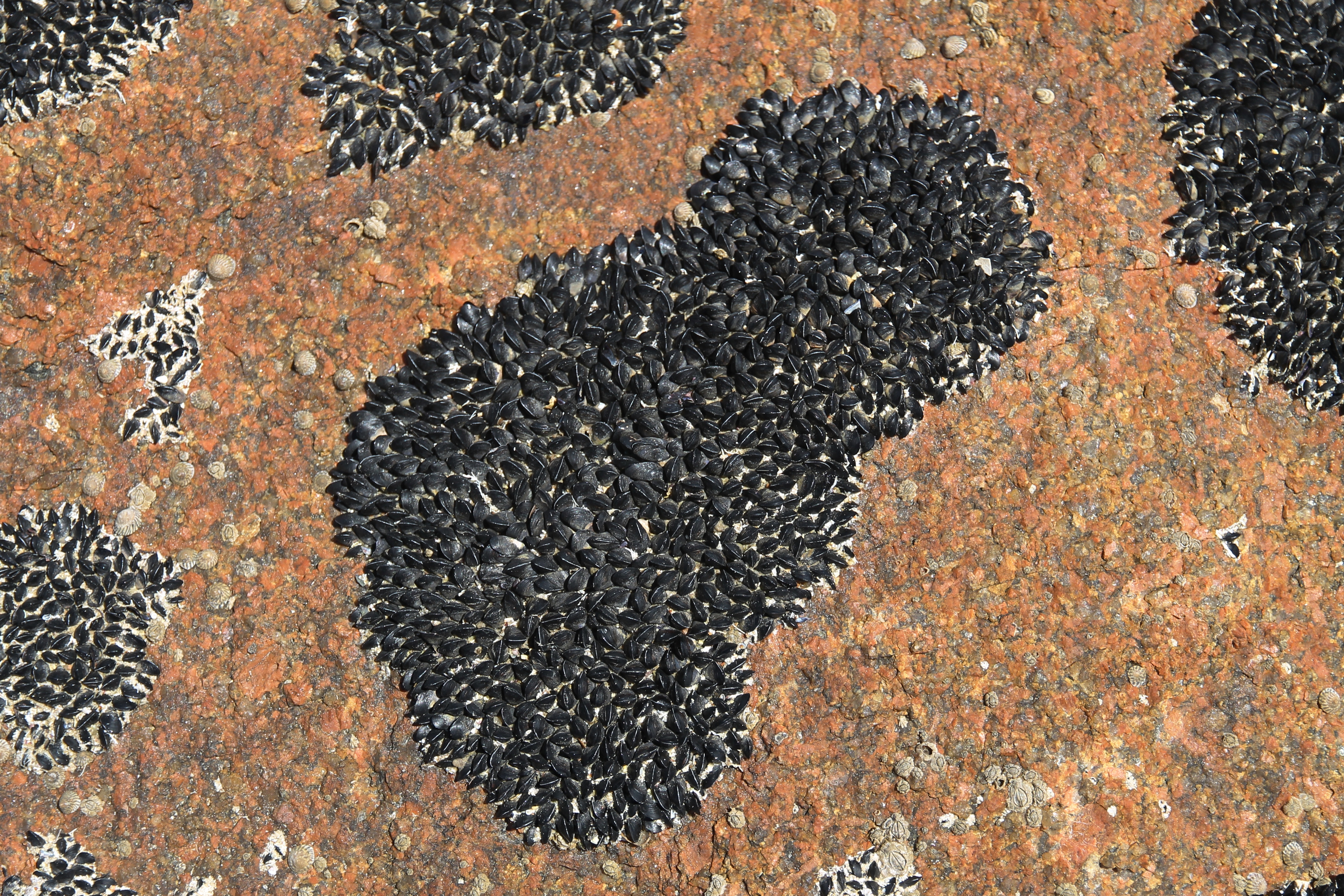 Coles Bay - Mussels (TAS)