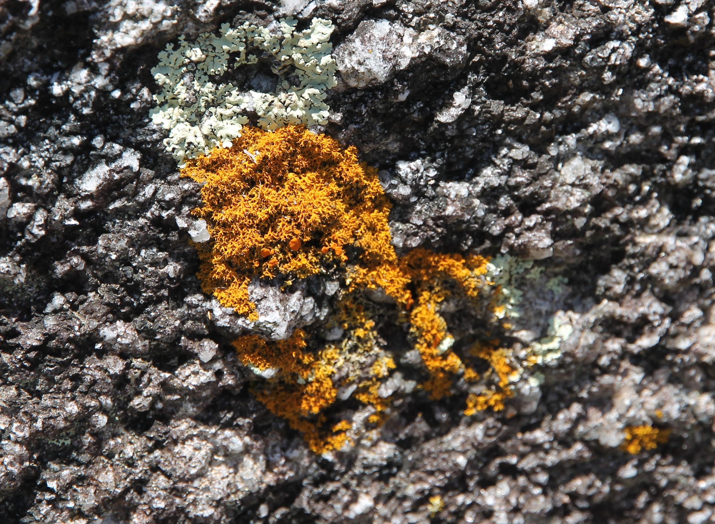 Bay Of Fires - Rock Surface - 'Fungi 3' (TAS)
