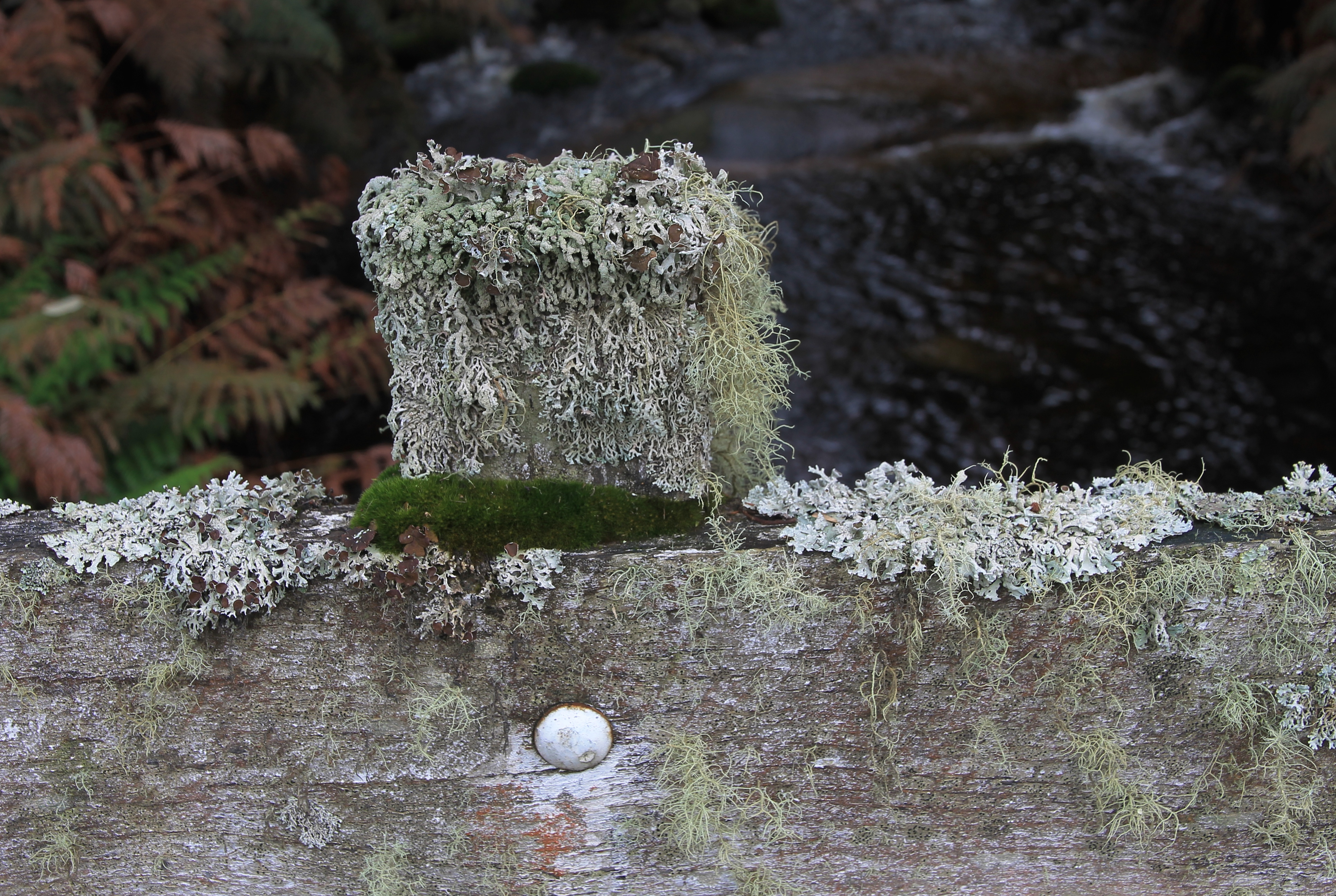 Ransom River - Bridge Post - 'Lichen 1' (TAS)