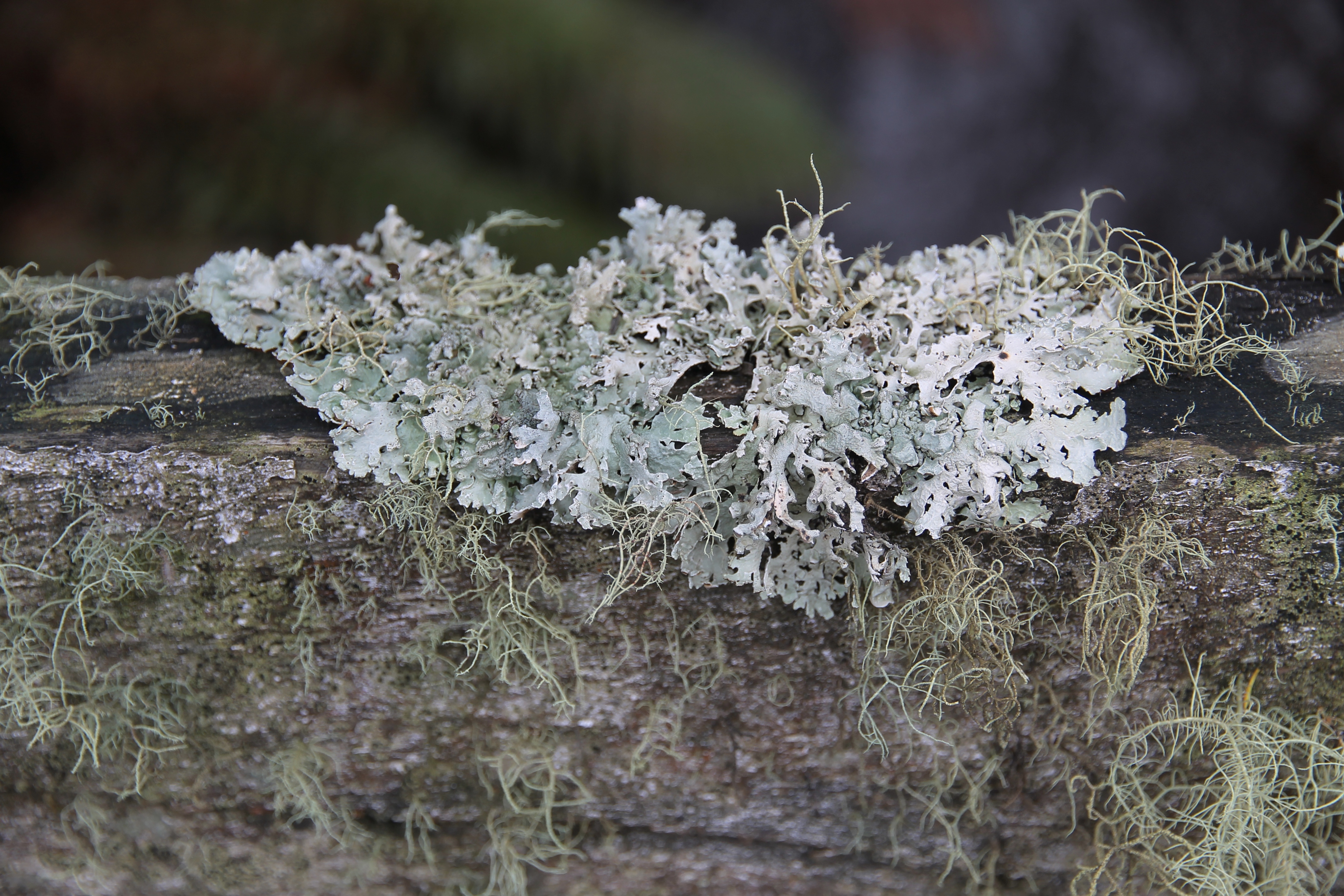 Ransom River - Bridge Post - 'Lichen 2' (TAS)