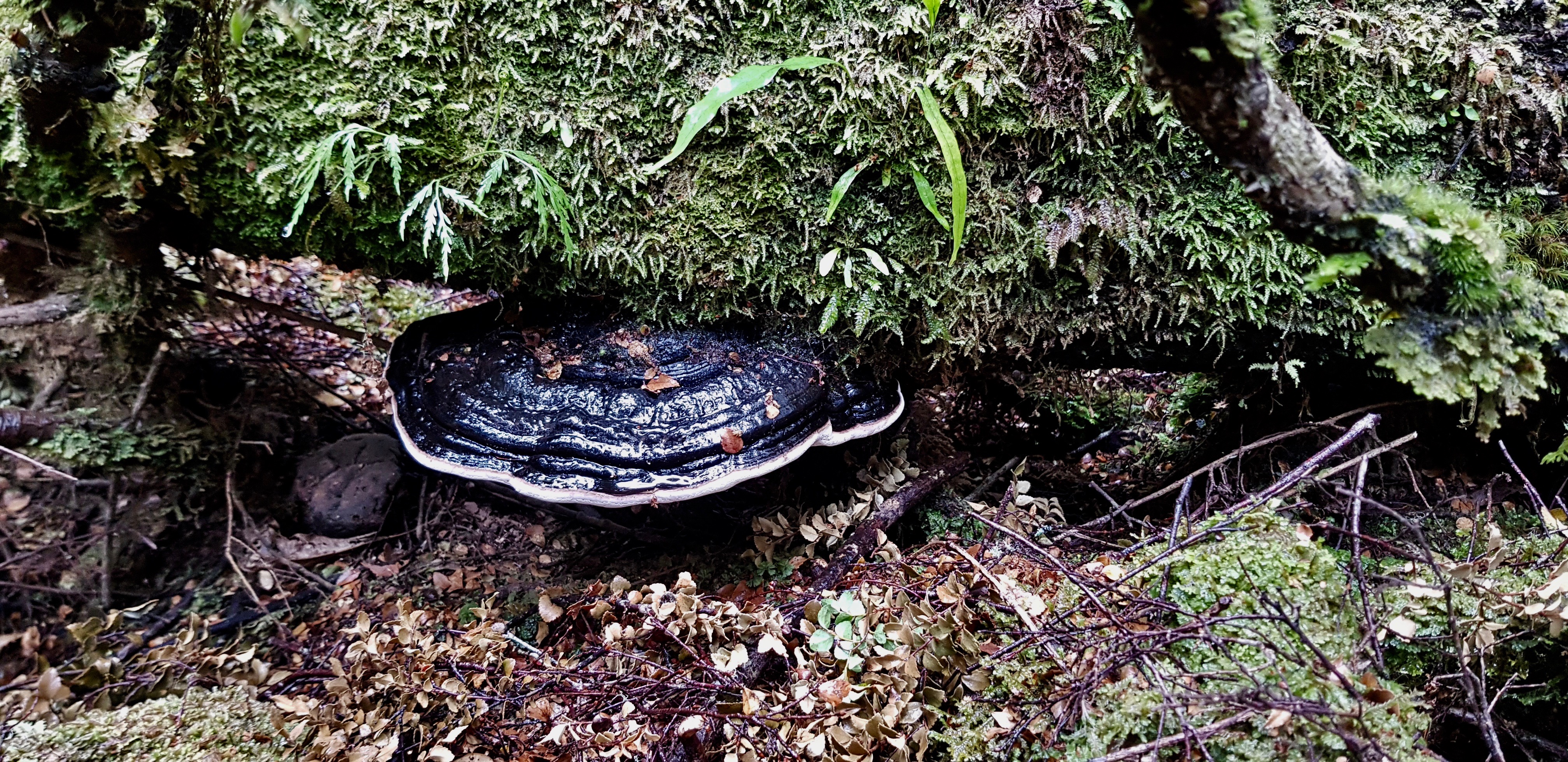 Trowutta Arch, Tarkine Drive - 'Fungi 4' (TAS)