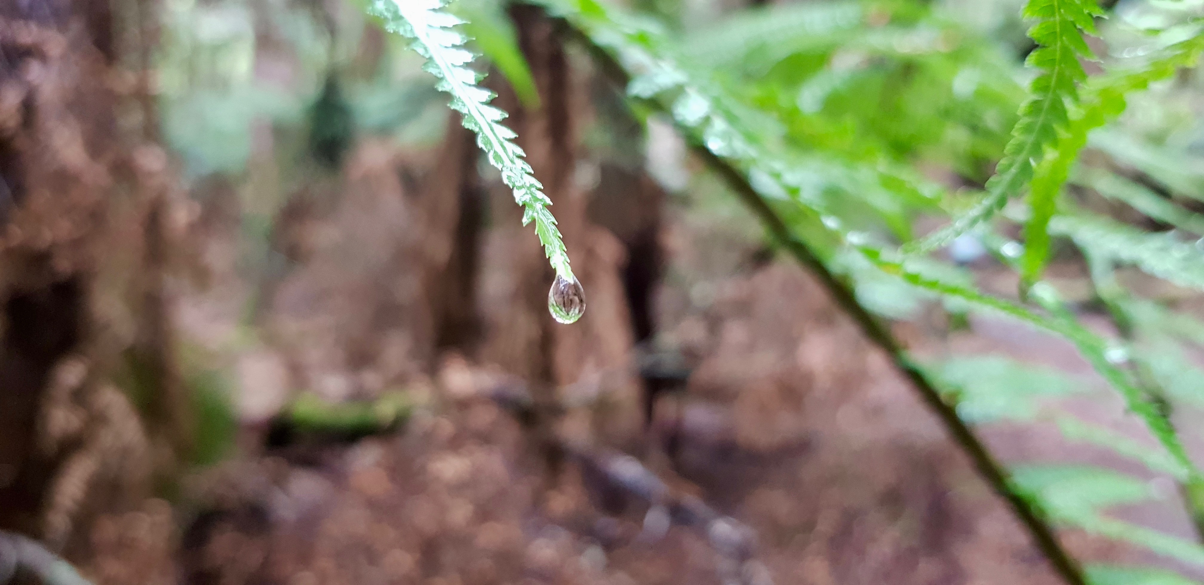 Trowutta Arch, Tarkine Drive - Raindrop (TAS)