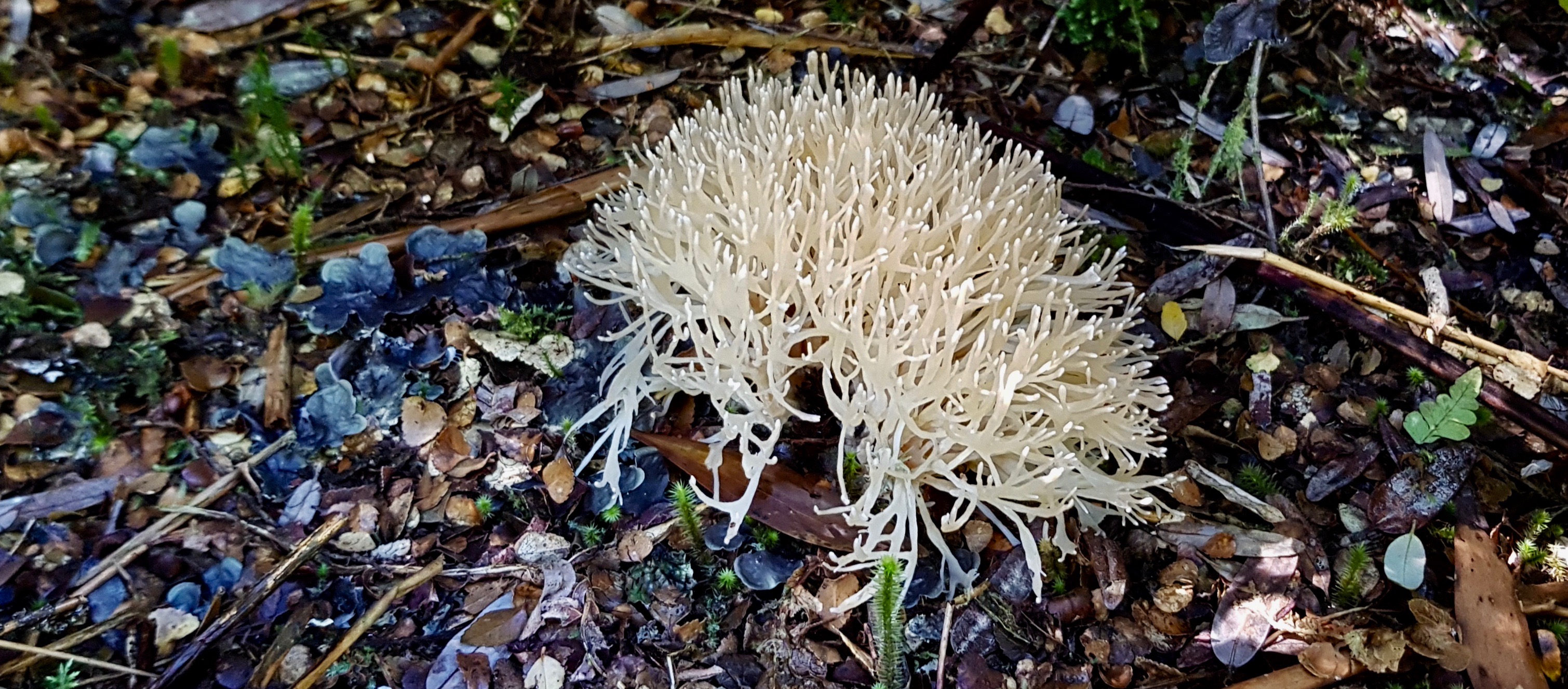 Strahan - Gordon River Heritage Walk - 'Fungi 7' (TAS)