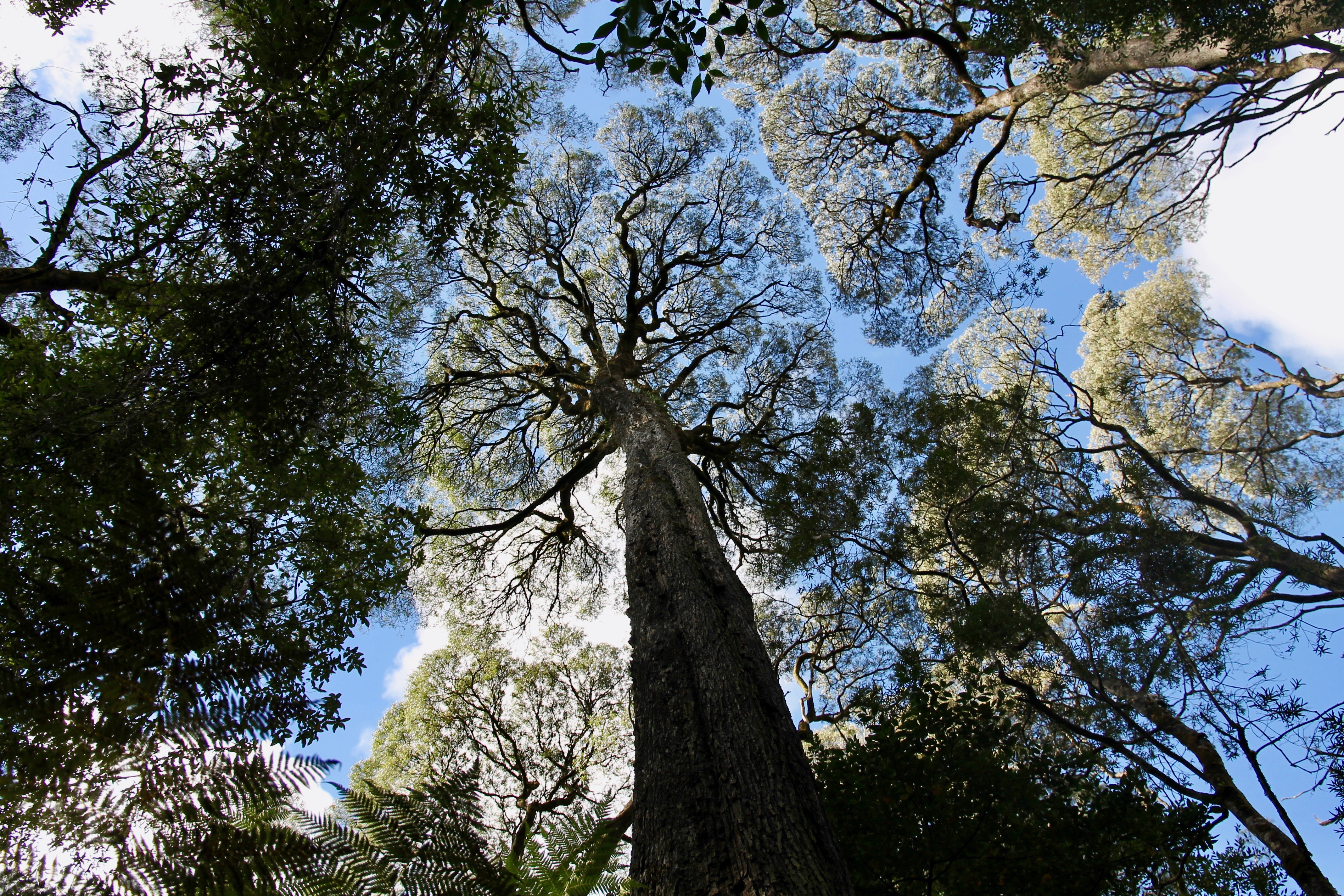 Strahan - Hogarth Falls Walk (TAS)