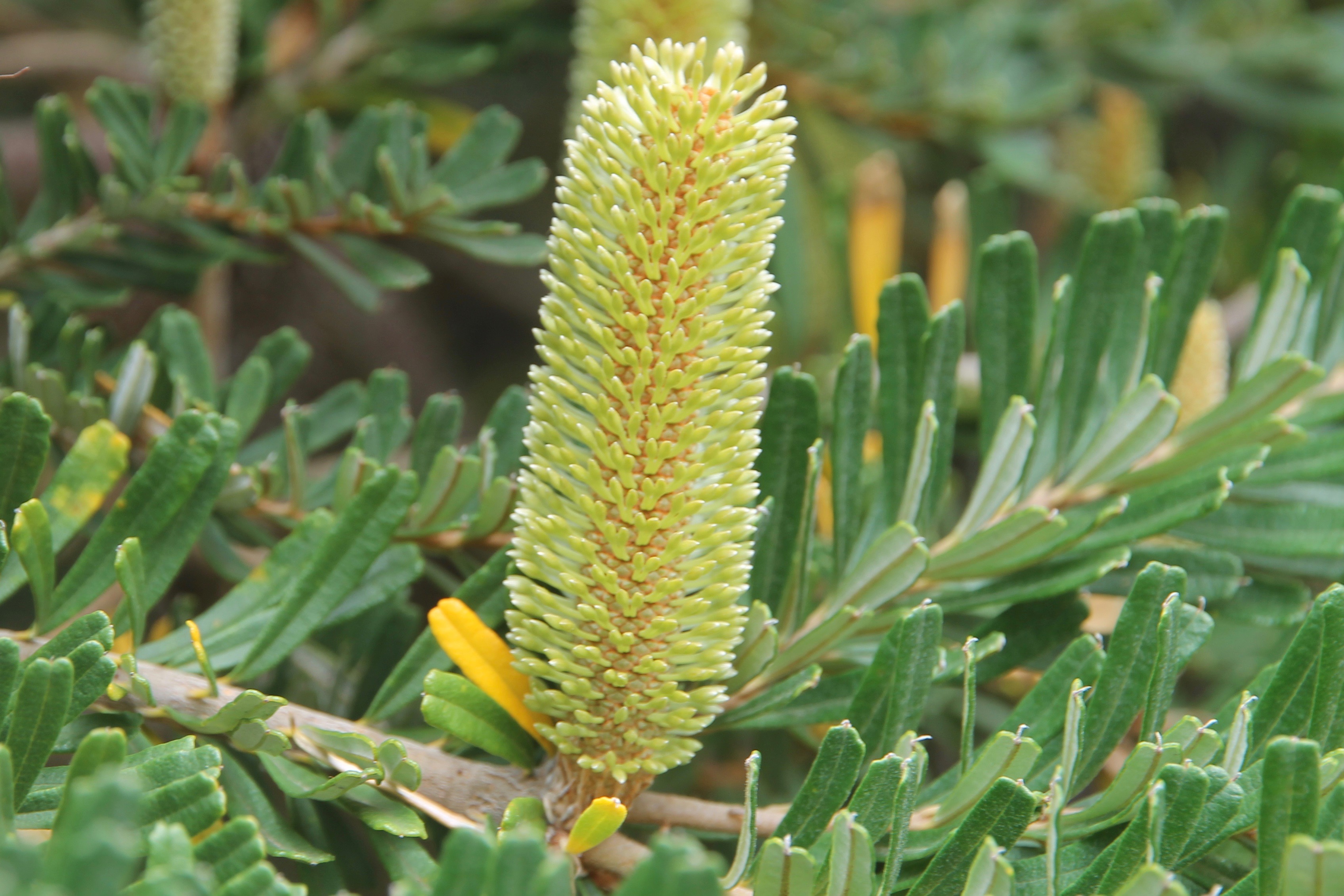 The Nut, Stanley - Banksia Flower (TAS)