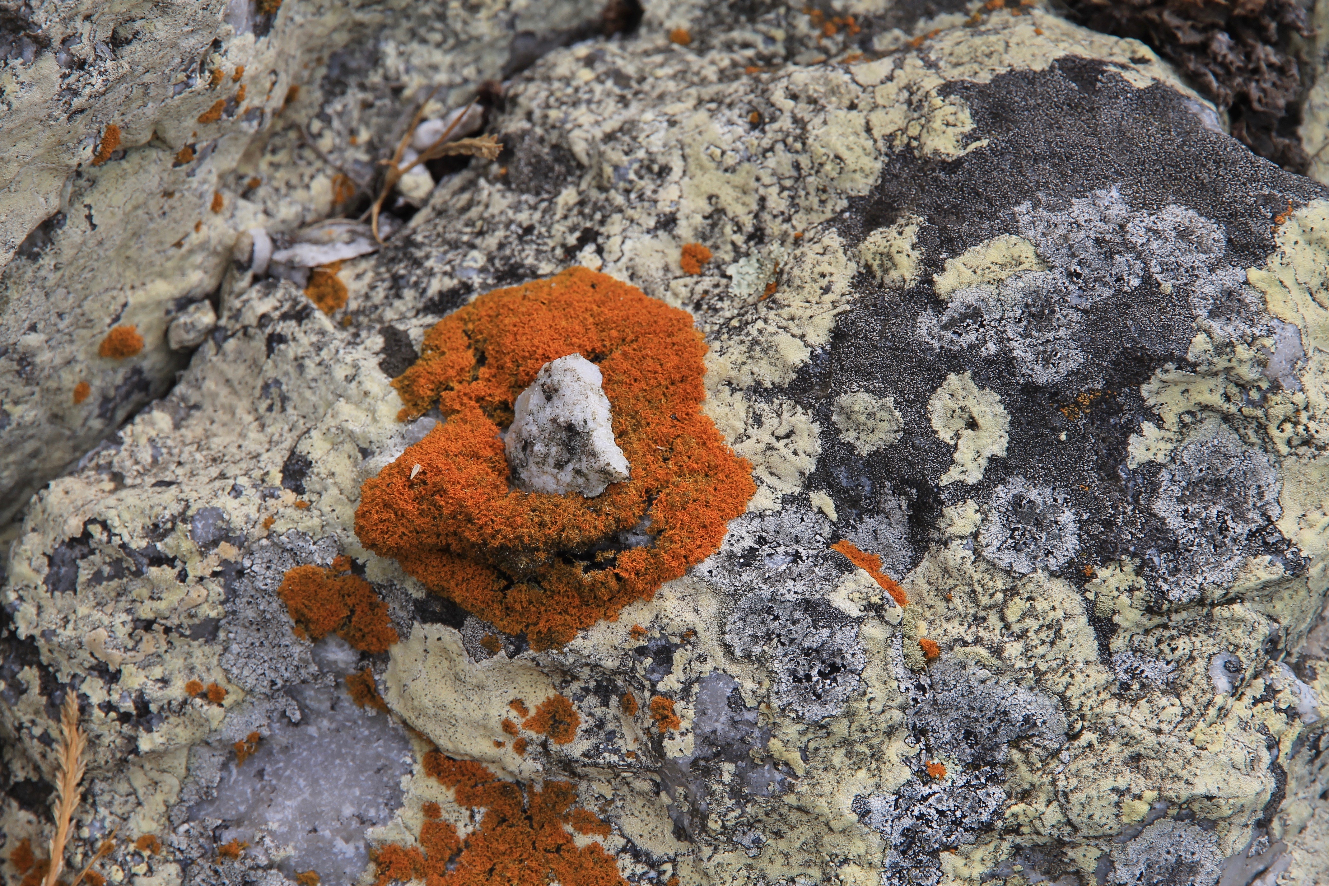West Point - Rock Surface - 'Fungi 5' (TAS)