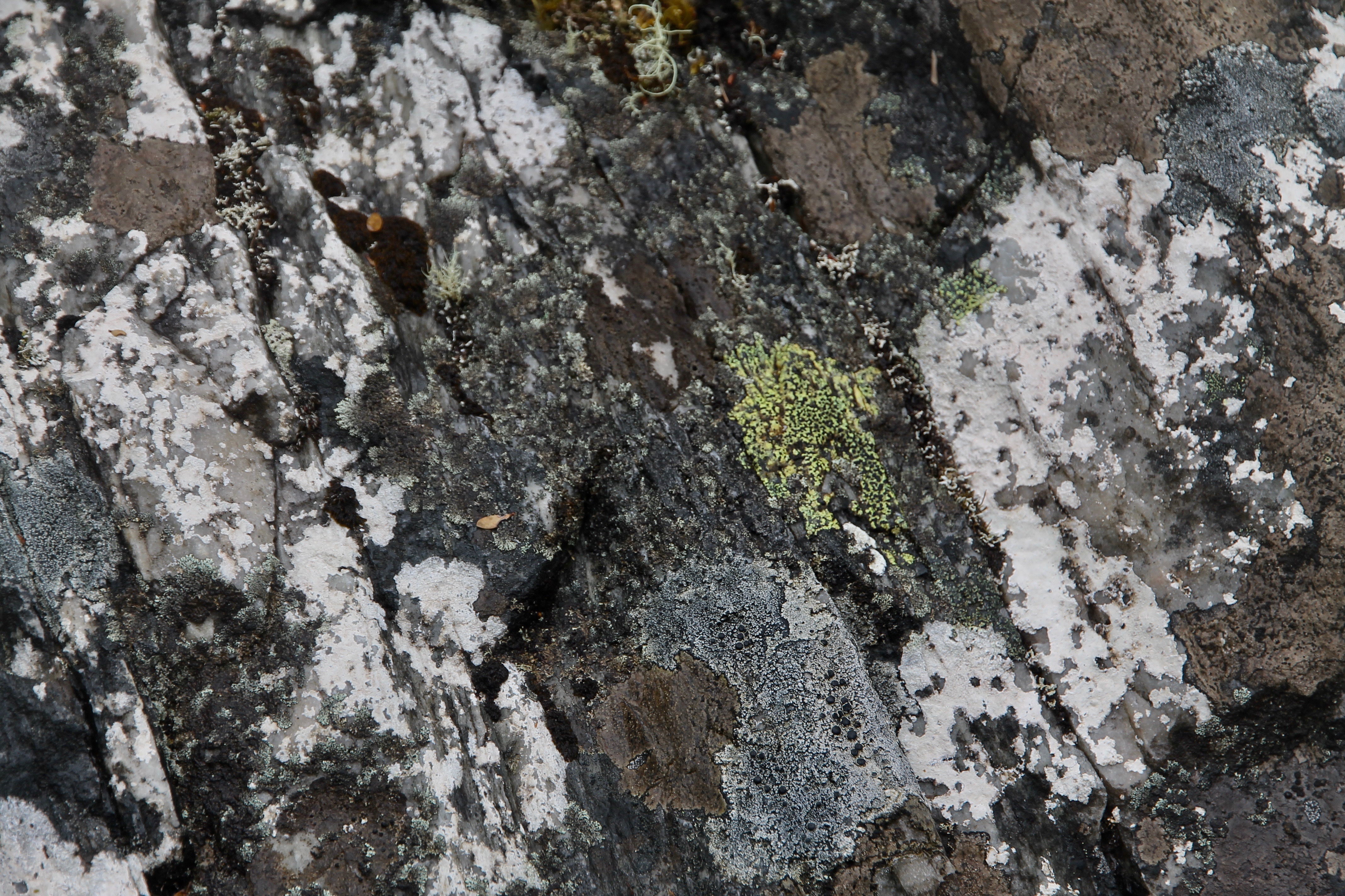 Cradle Mountain-Lake St Clair National Park - Rock Surface- 'Fungi 6' (TAS)
