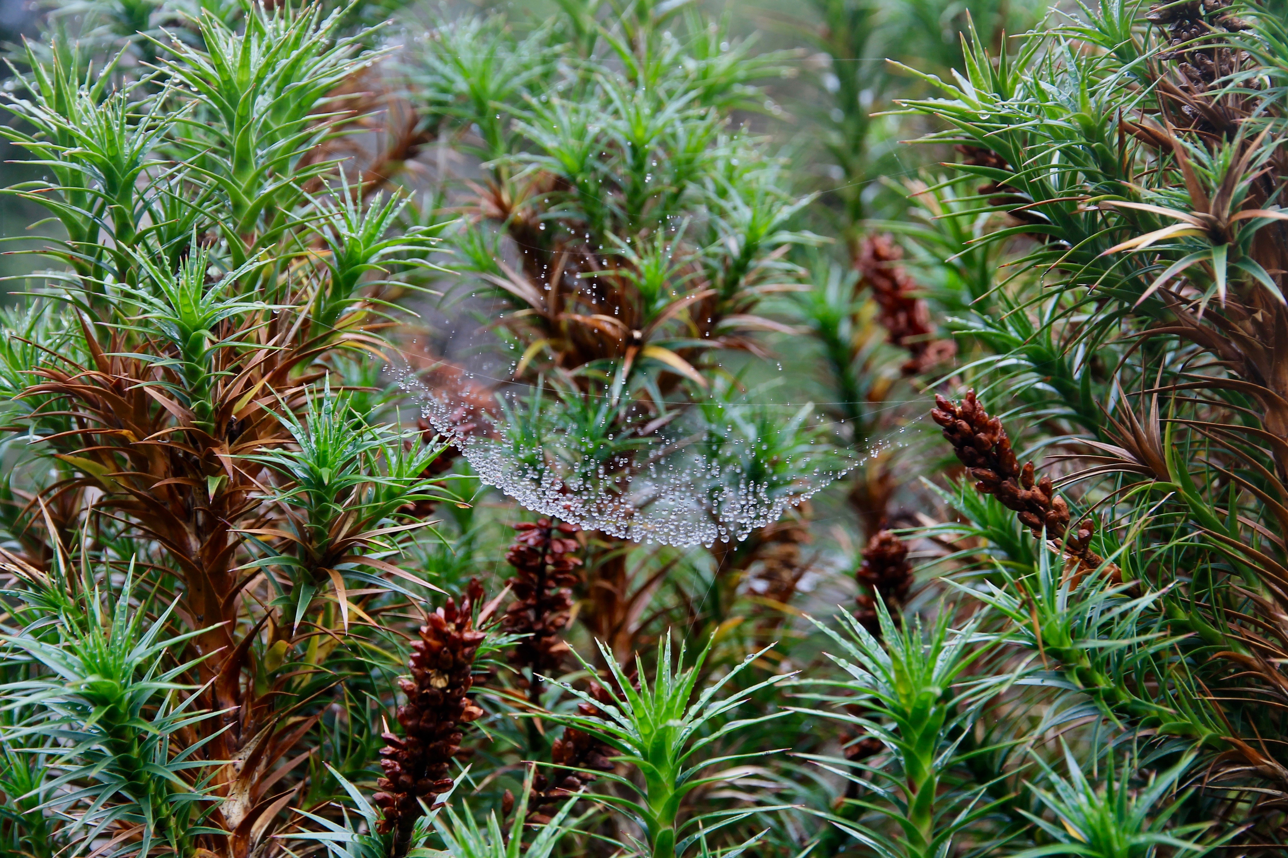 Cradle Mountain-Lake St Clair National Park - 'Web 2'