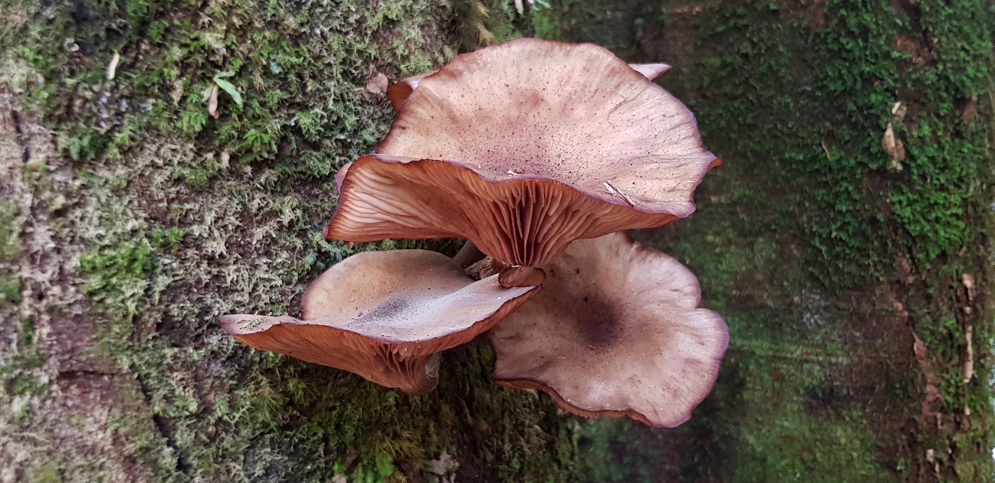 Cradle Mountain-Lake St Clair National Park - 'Fungi 8' (TAS)