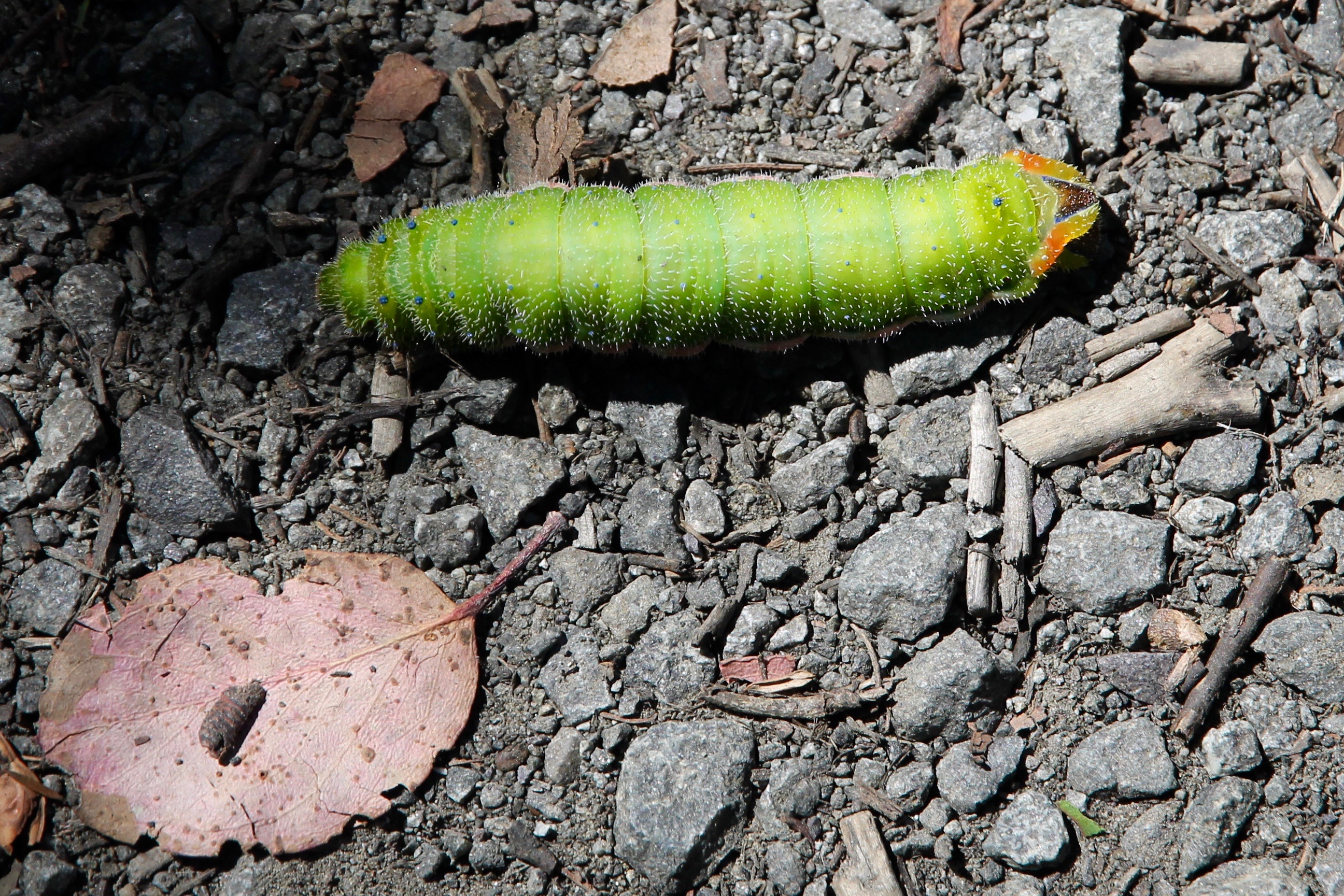 Cradle Mountain-Lake St Clair National Park - Helena Gum Moth Caterpillar (TAS)