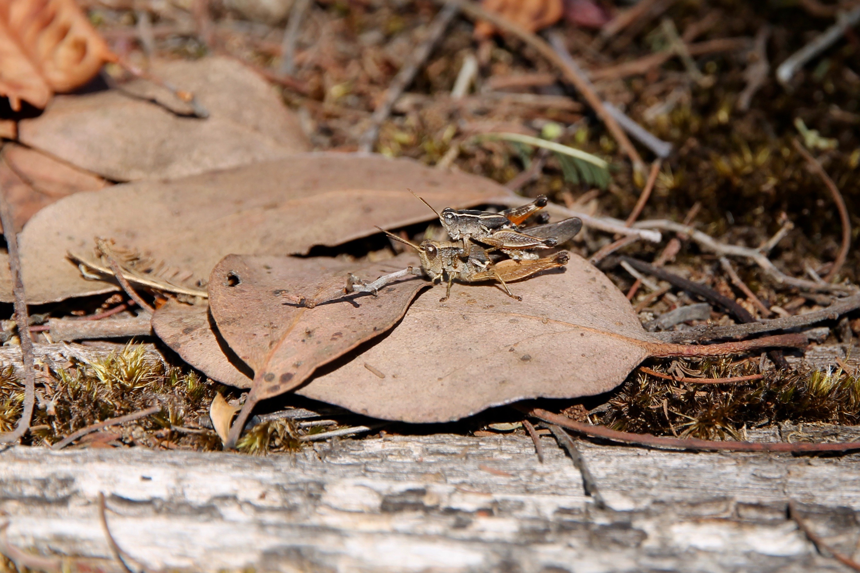Cradle Mountain-Lake St Clair National Park - Wingless Grasshoppers (Phaulacridium vittatum) Mating (TAS)