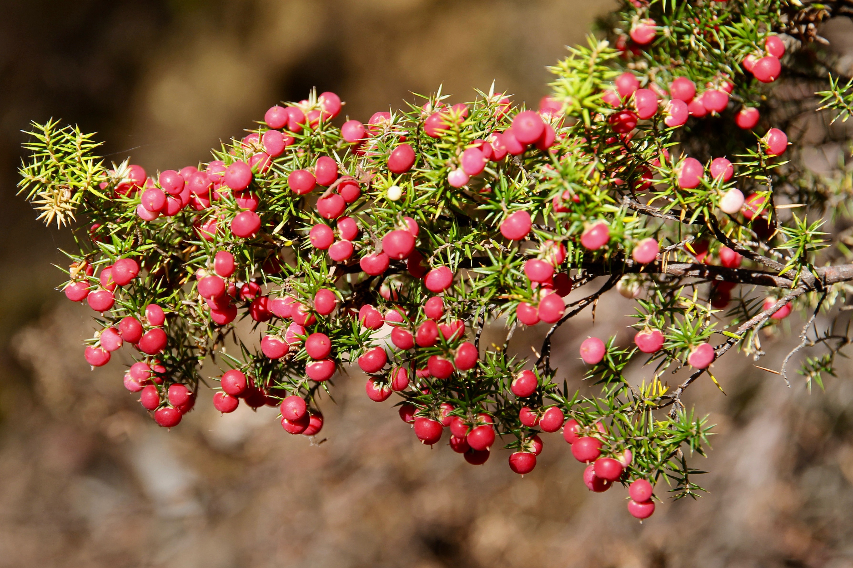 Cradle Mountain-Lake St Clair National Park - Pink Mountain-berries (TAS)