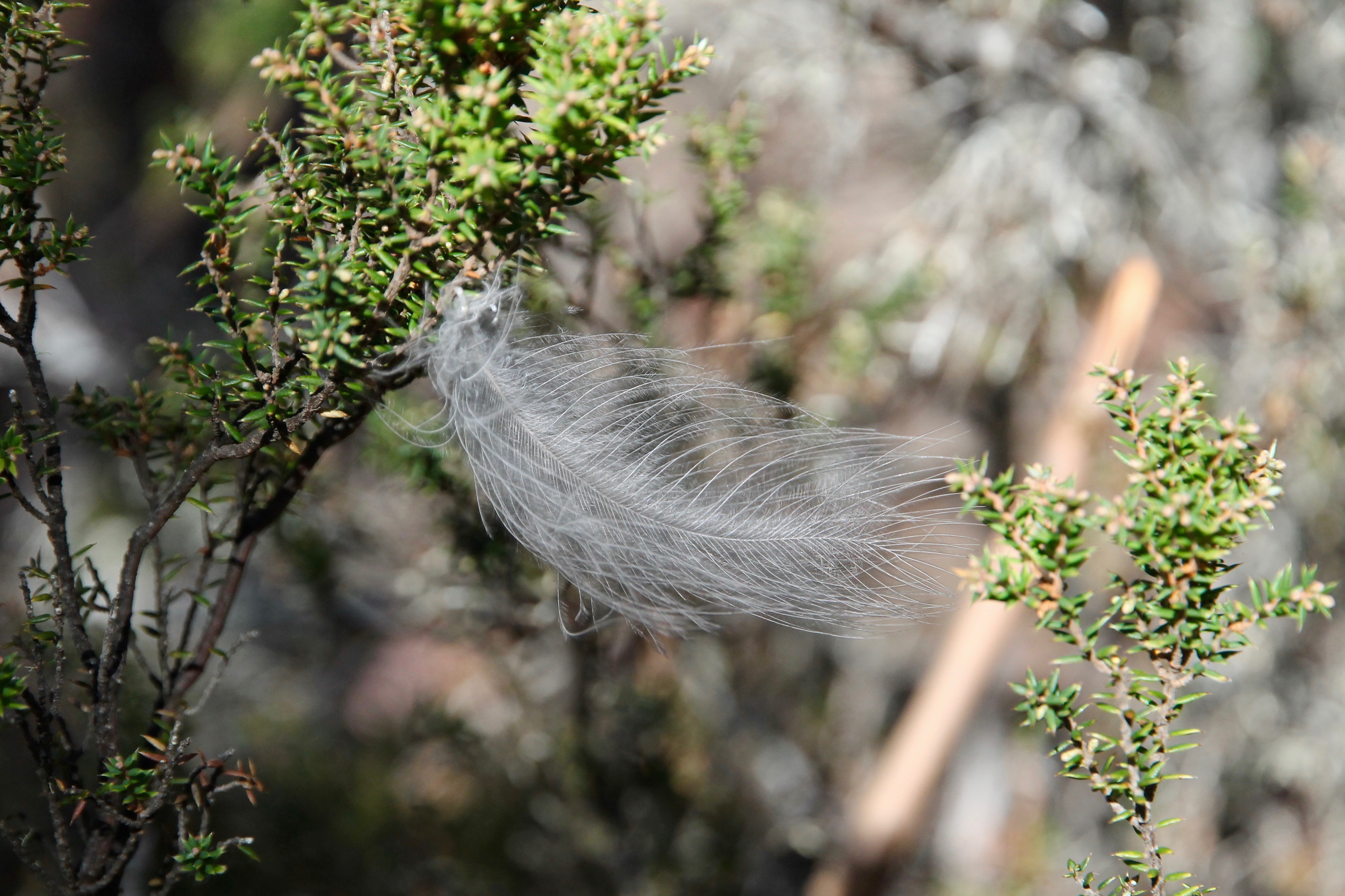 Cradle Mountain-Lake St Clair National Park - "Caught Up" (TAS)
