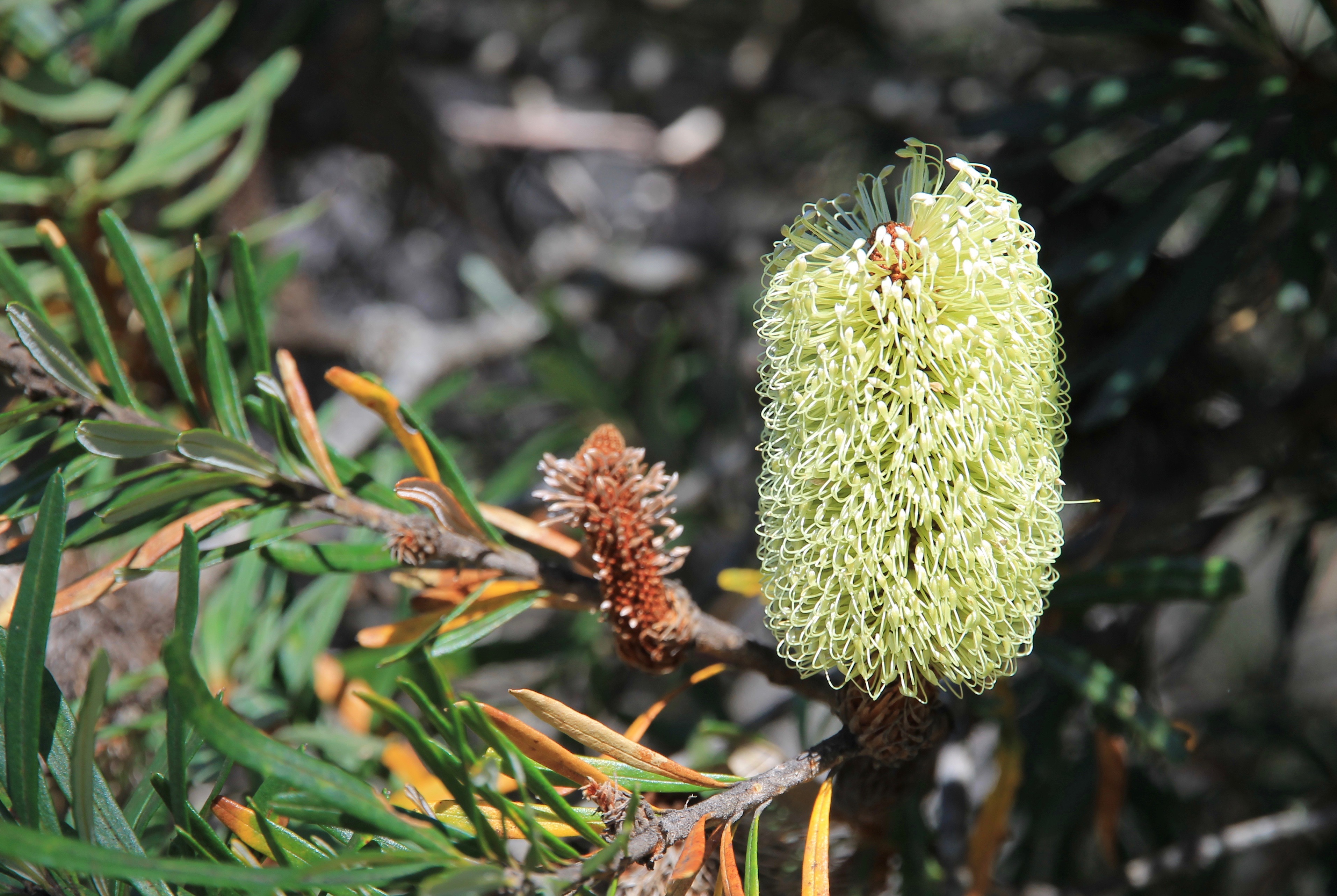 Cradle Mountain-Lake St Clair National Park - Banksia Flower (TAS)