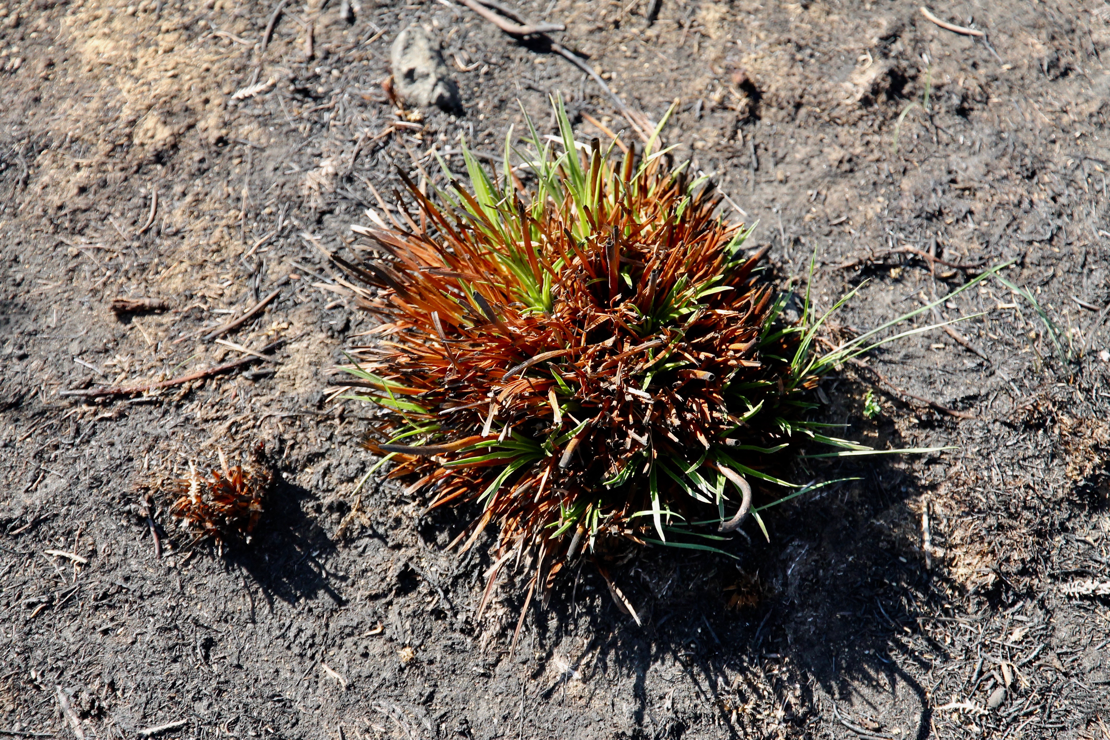 Little Pine Lagoon Reserve - "After The Fires - Regrowth" (TAS)