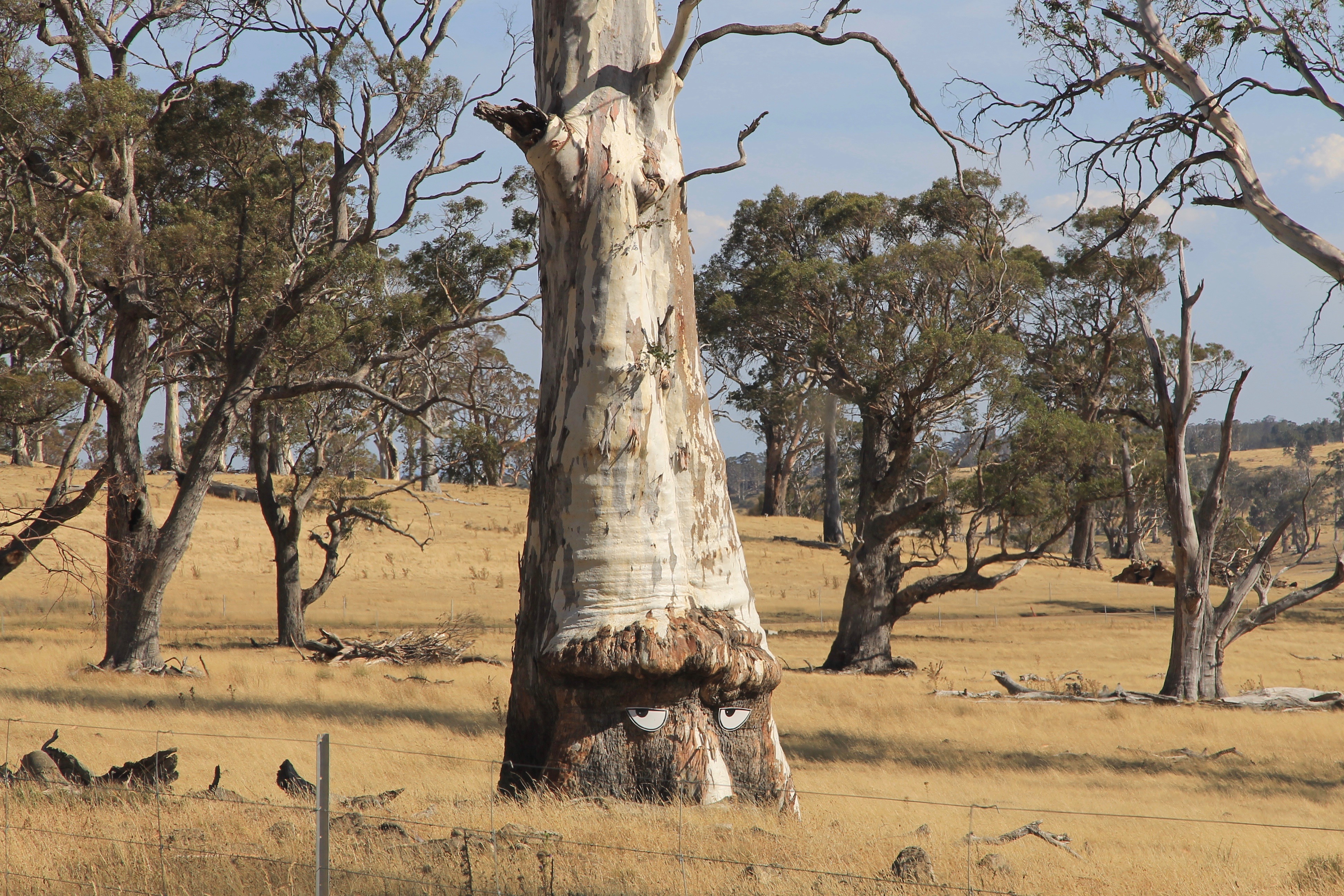 Waddamana Area - Tree In A Paddock (TAS)