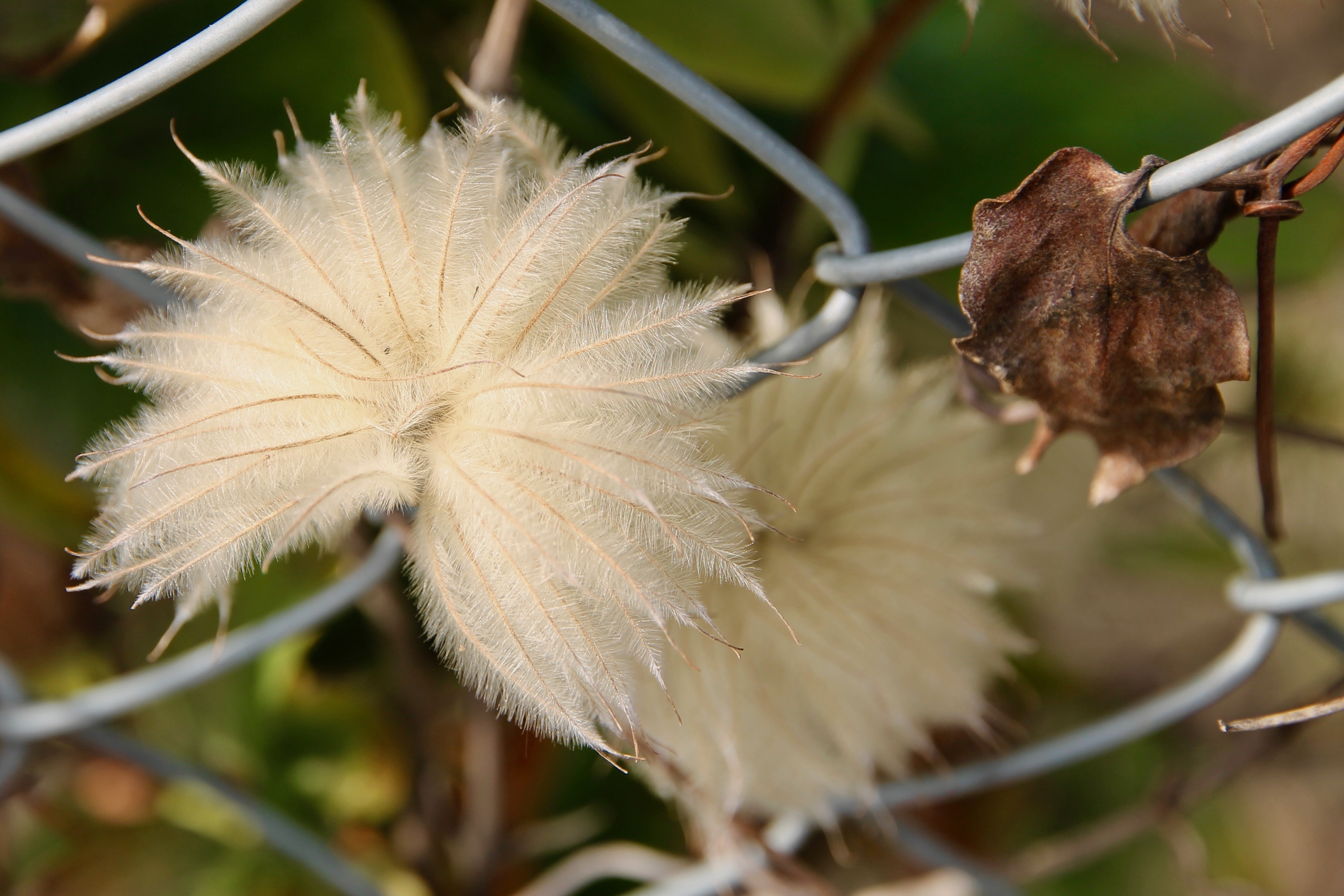 New Norfolk - Flora 'Opened' (TAS)