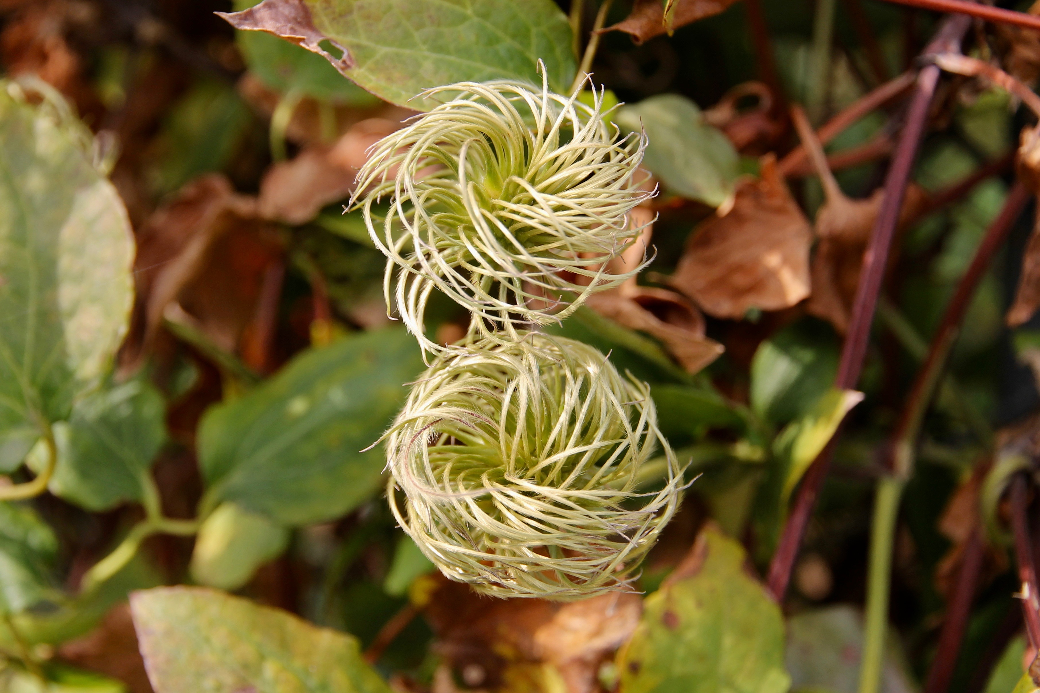 New Norfolk - Flora "Unopened' (TAS)