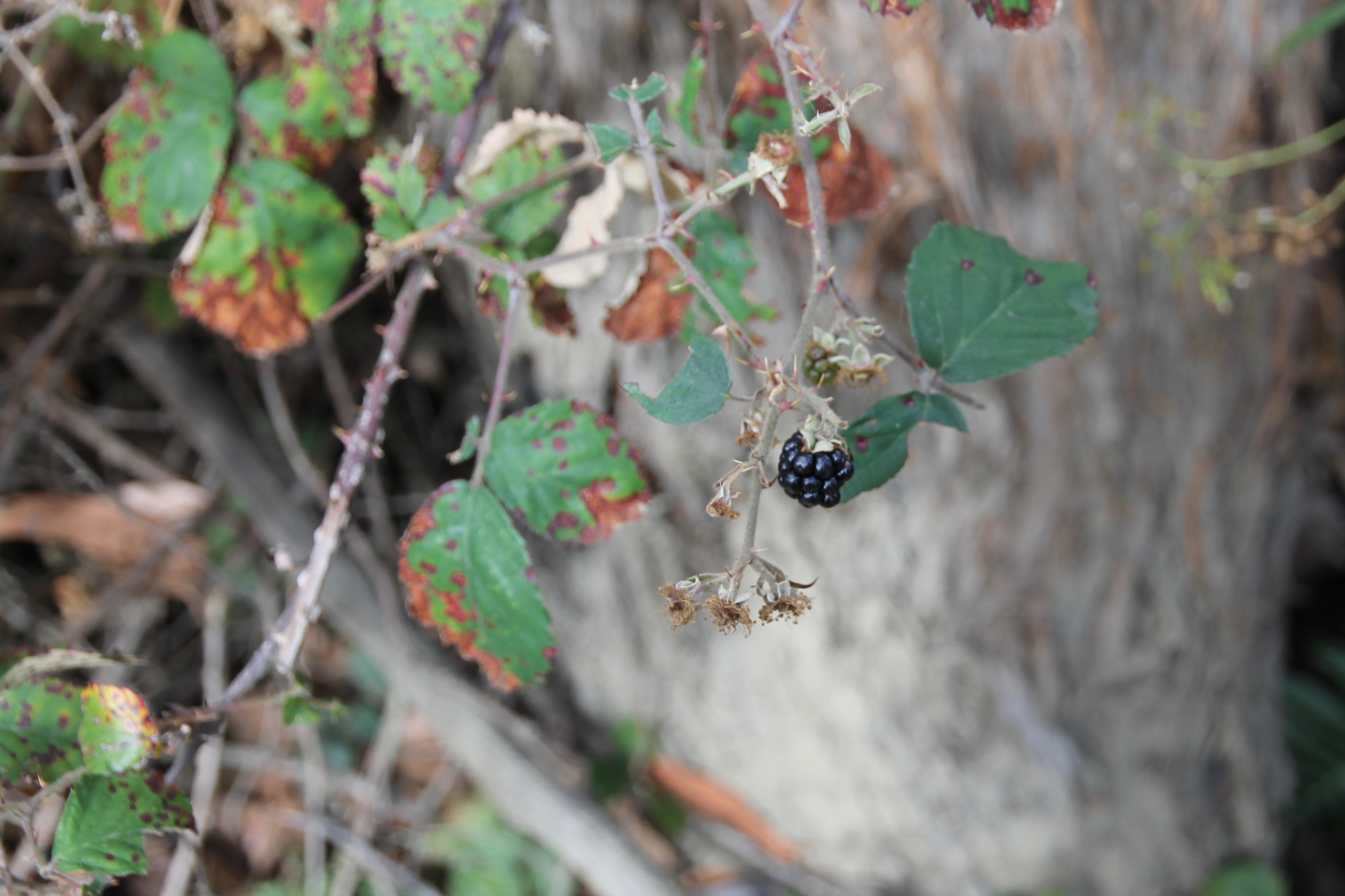 Bruny Island - Blackberry (TAS)