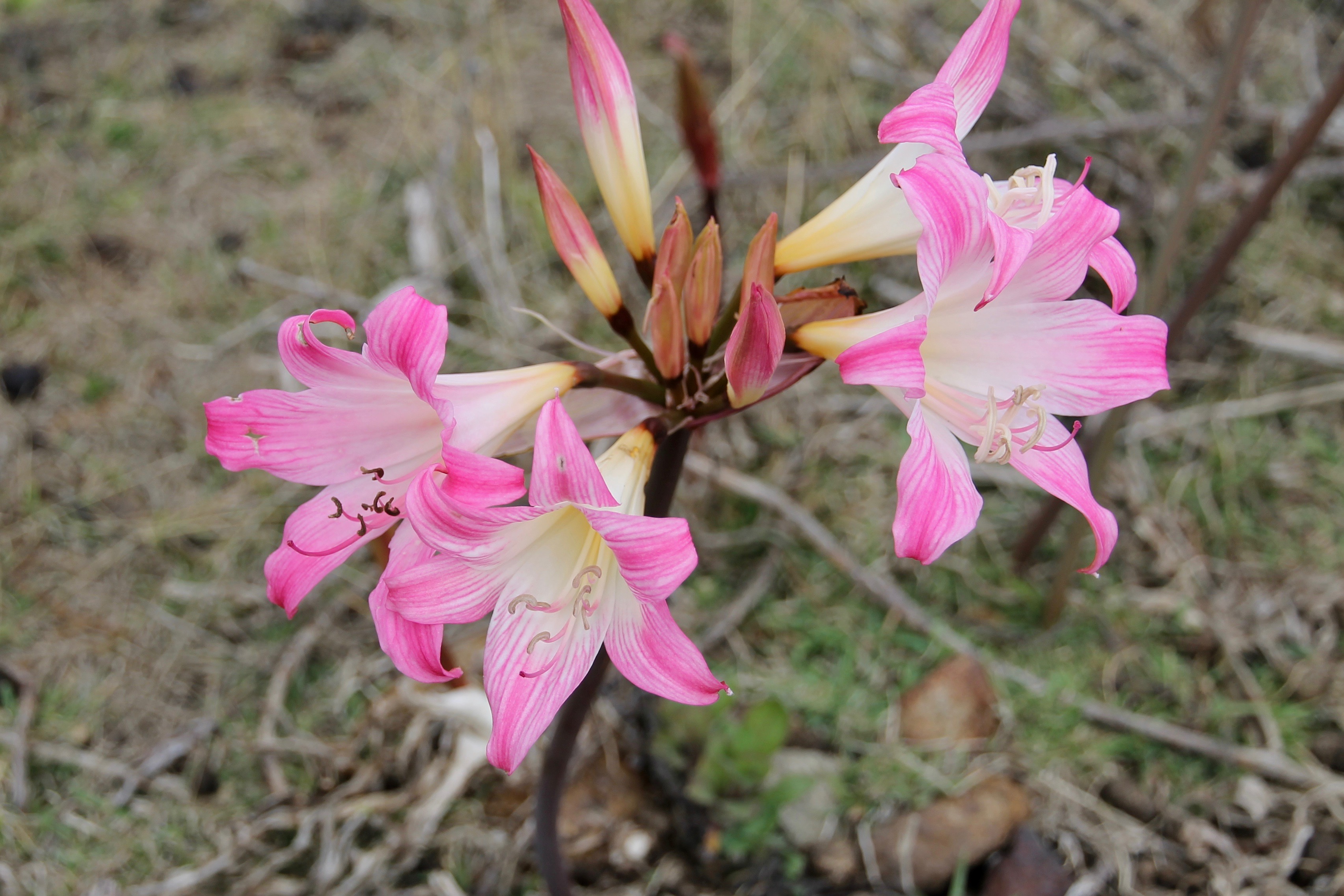 Bruny Island - Liliums (TAS)