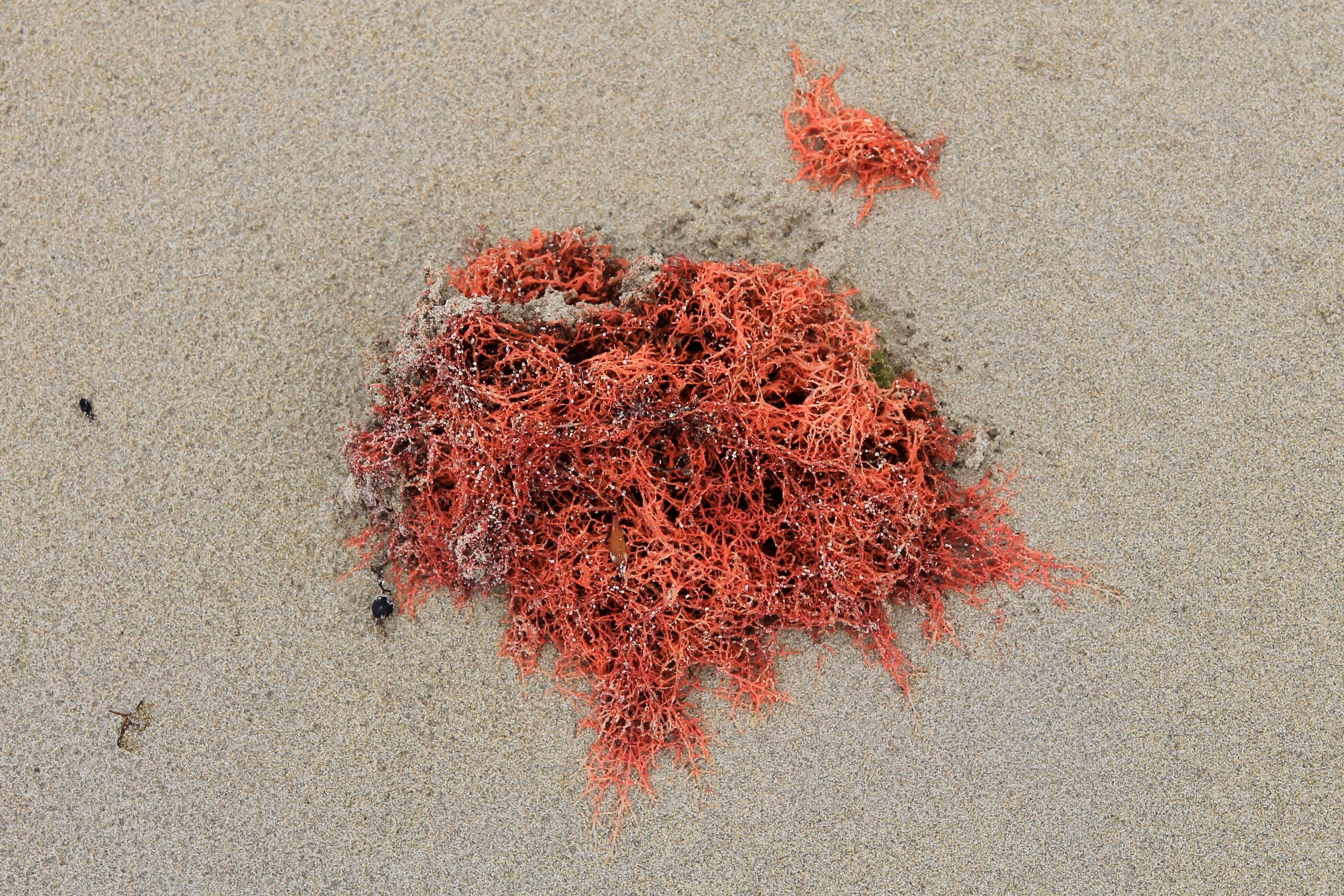 Lady Bay - 'Washed Up 18' (TAS)