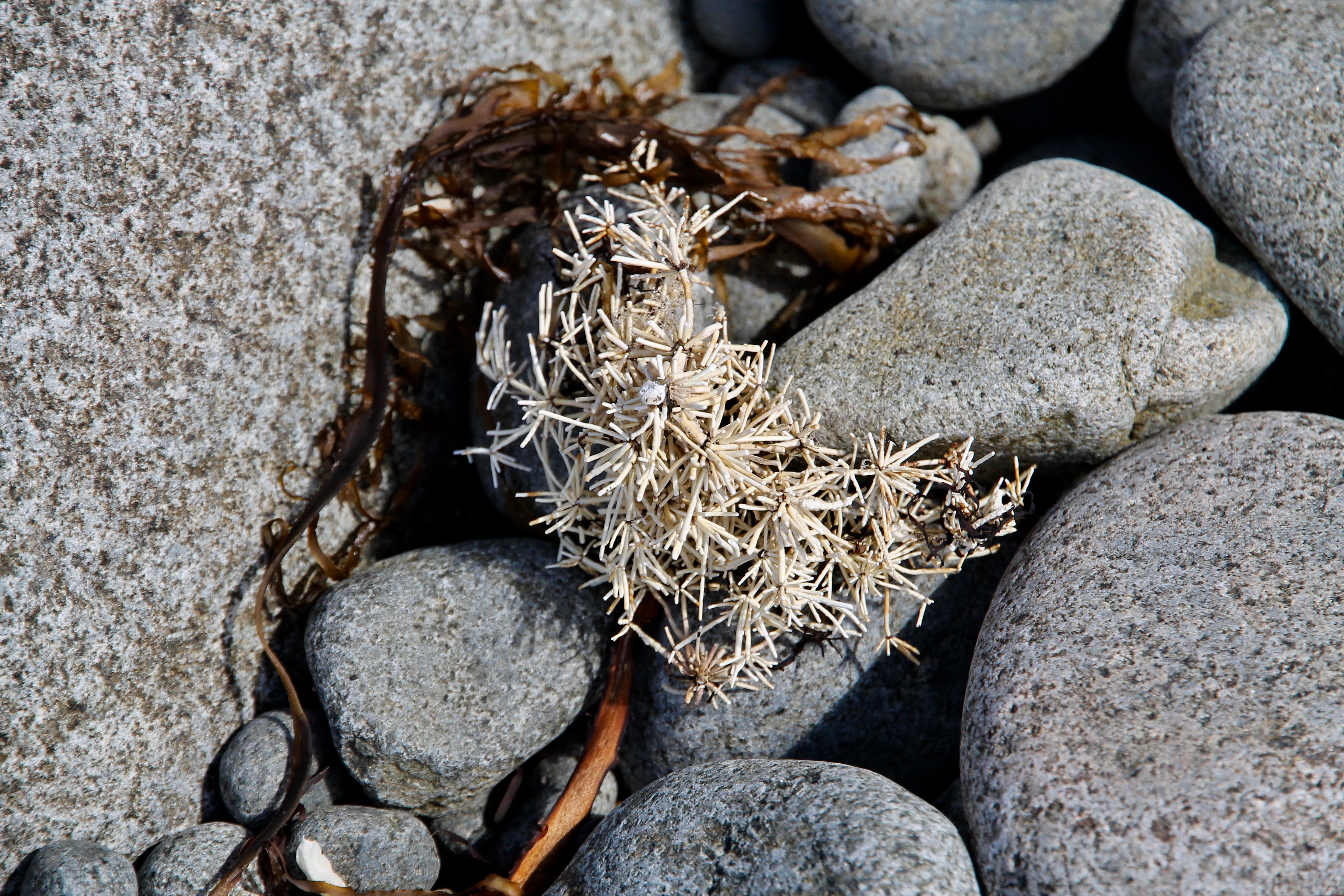 Lady Bay - 'Washed Up 19' (TAS)