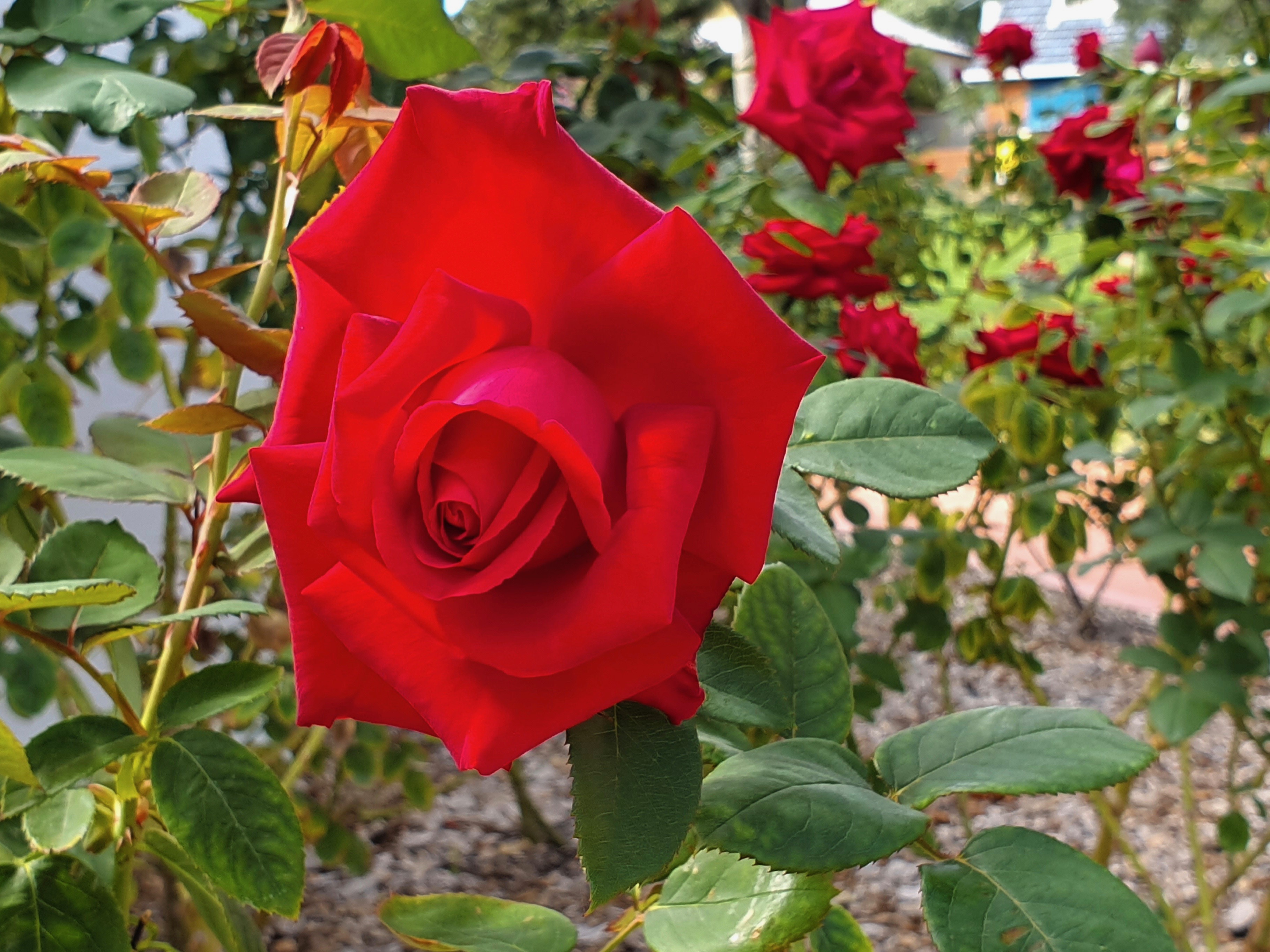 Gulgong - Soldiers Memorial Garden Roses (NSW)